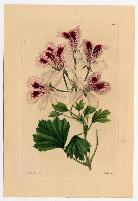 no full size  illustration available (3a)