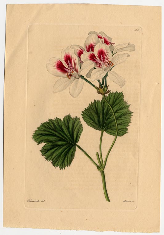 no full size  illustration available (3a)