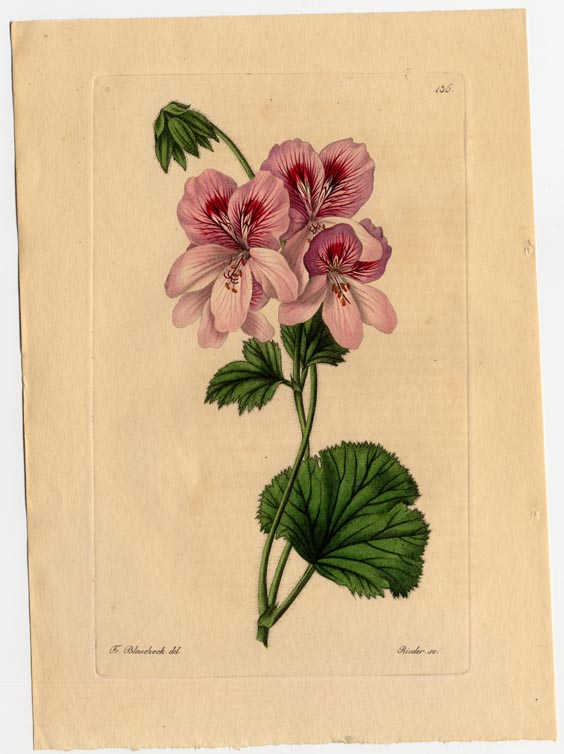 no full size  illustration available (3a)