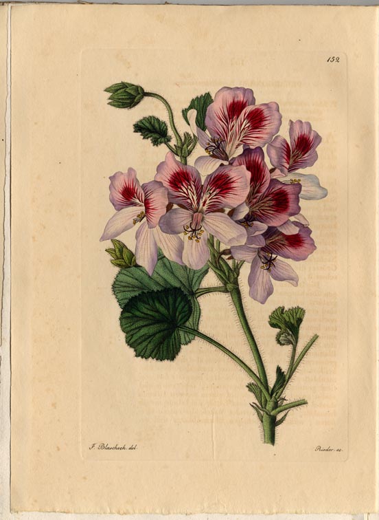 no full size  illustration available (3a)