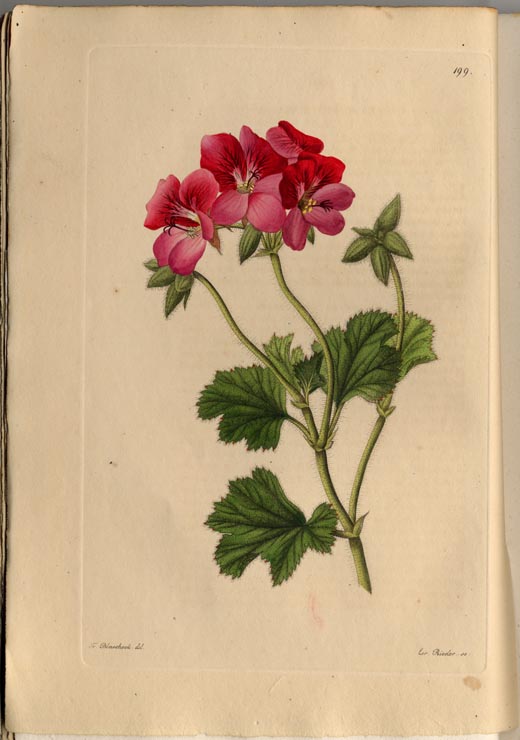 no full size  illustration available (3a)