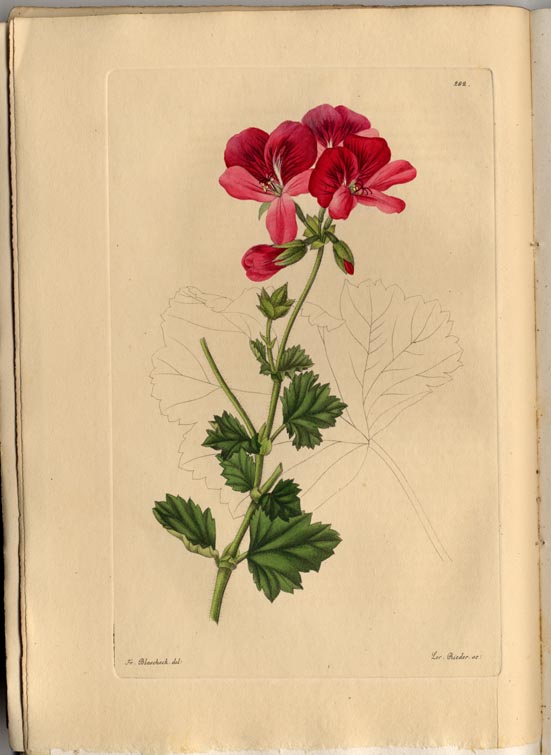 no full size  illustration available (3a)