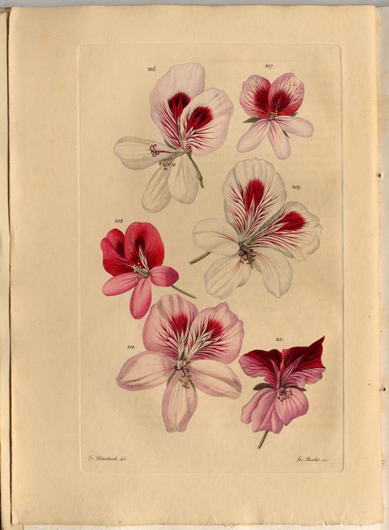 no full size  illustration available (3a)