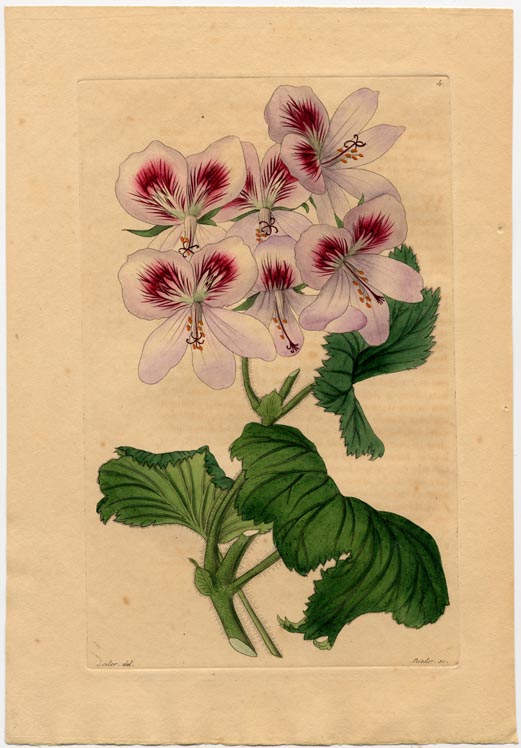 no full size  illustration available (3a)