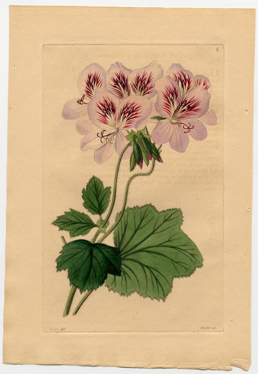 no full size  illustration available (3a)