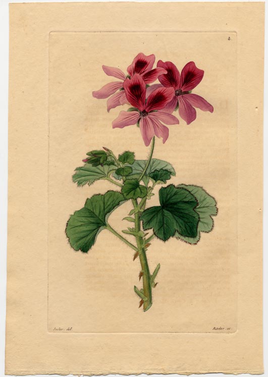 no full size  illustration available (3a)