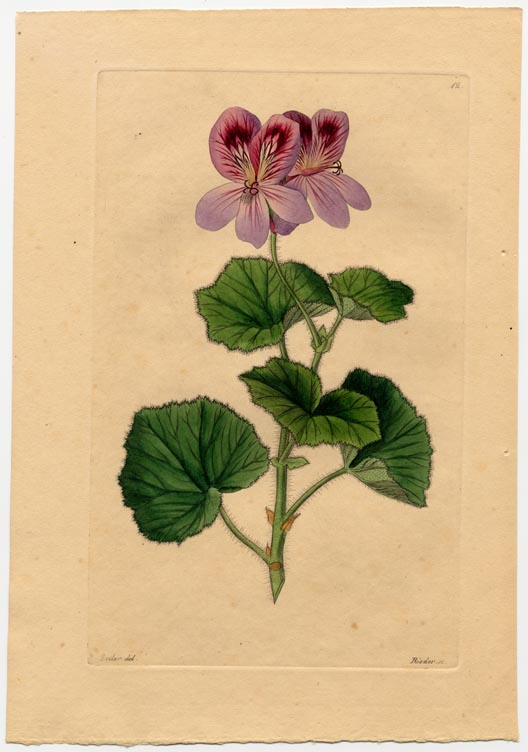 no full size  illustration available (3a)