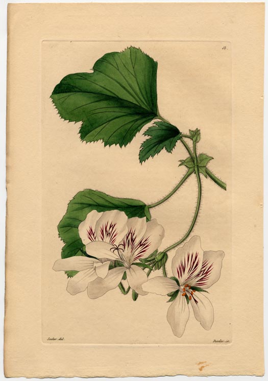 no full size  illustration available (3a)