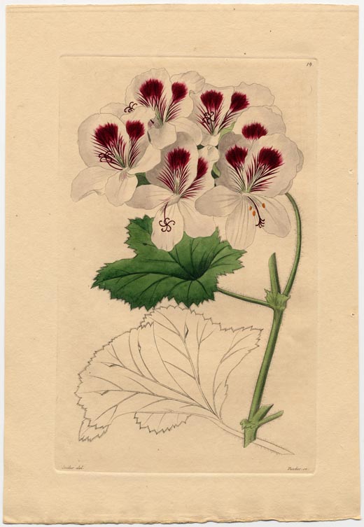 no full size  illustration available (3a)