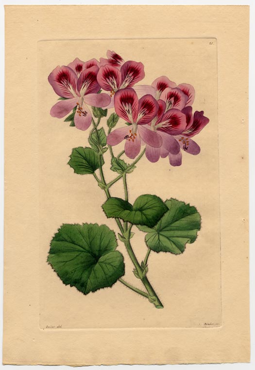 no full size  illustration available (3a)