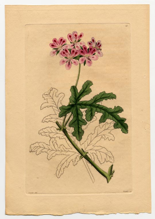 no full size  illustration available (3a)