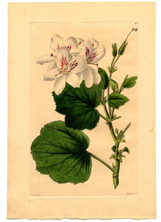 no full size  illustration available (3a)