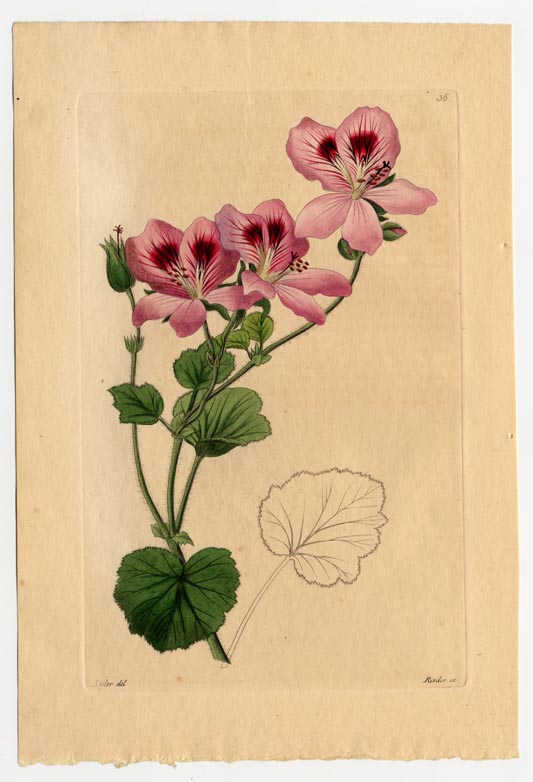 no full size  illustration available (3a)