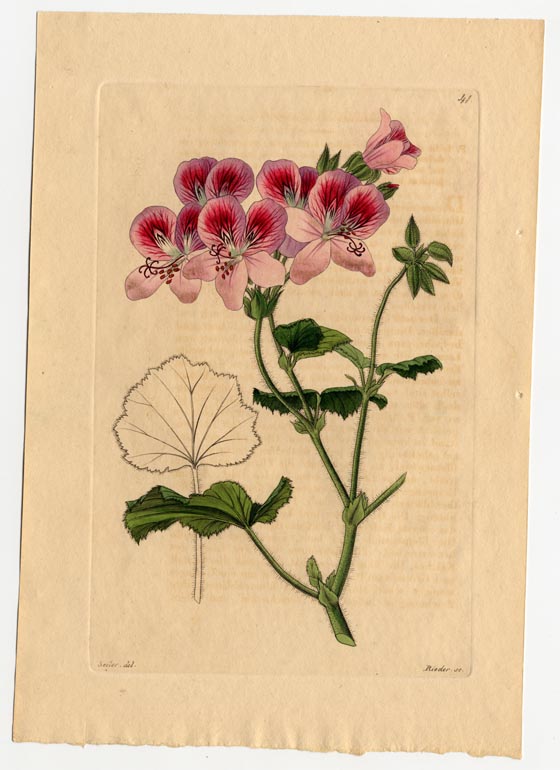 no full size  illustration available (3a)