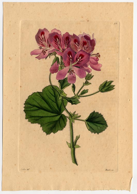 no full size  illustration available (3a)