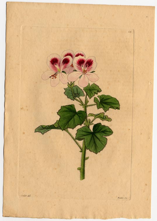 no full size  illustration available (3a)