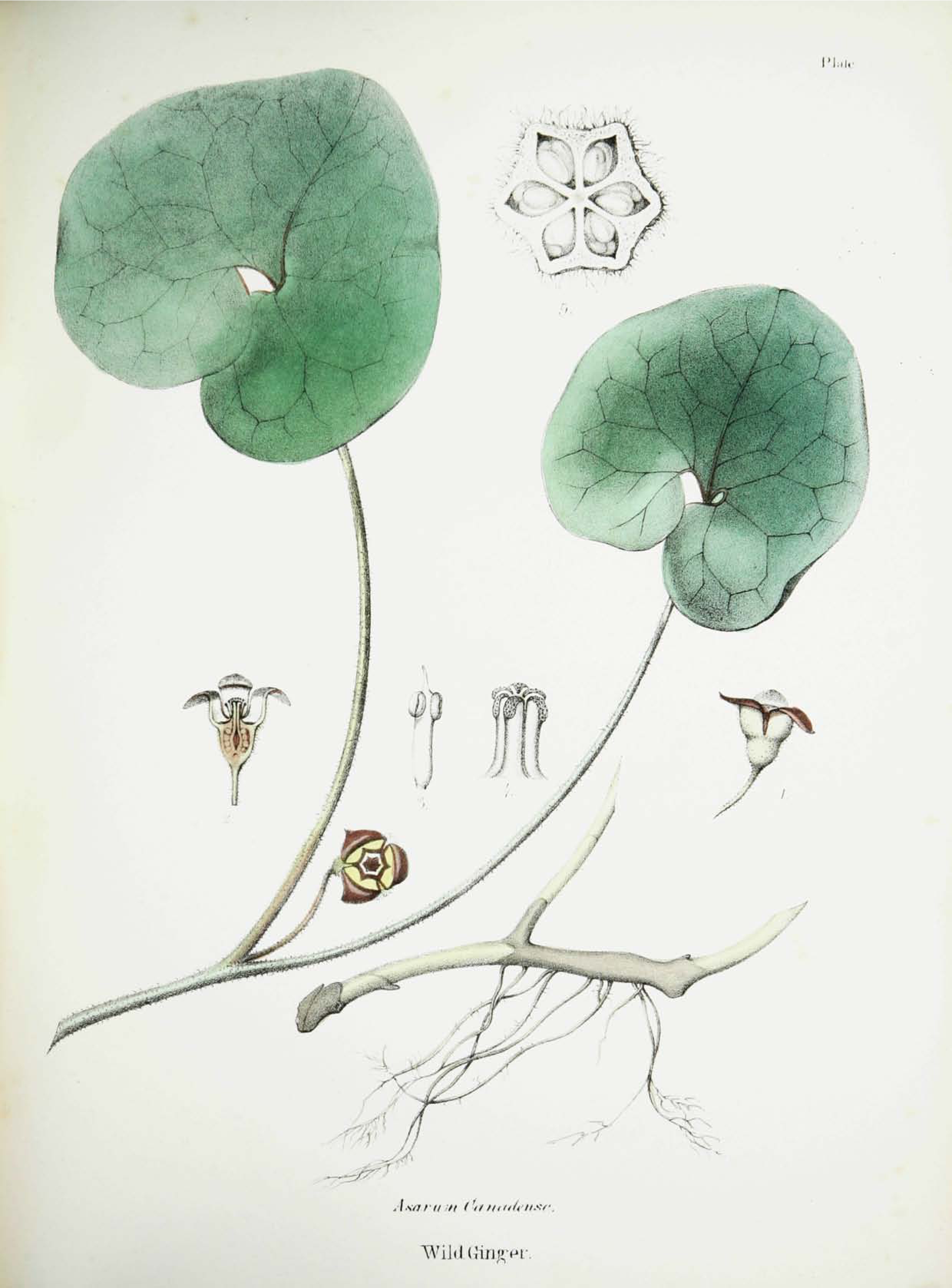 no full size  illustration available (3a)