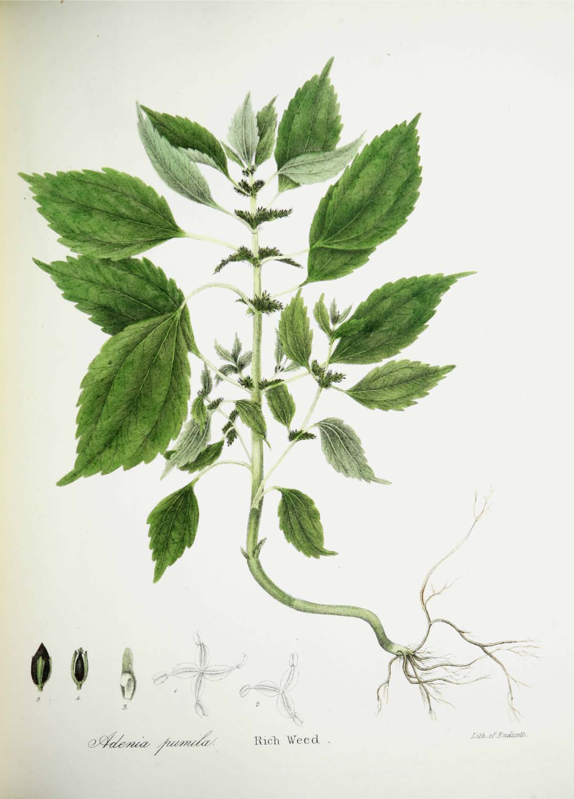 no full size  illustration available (3a)