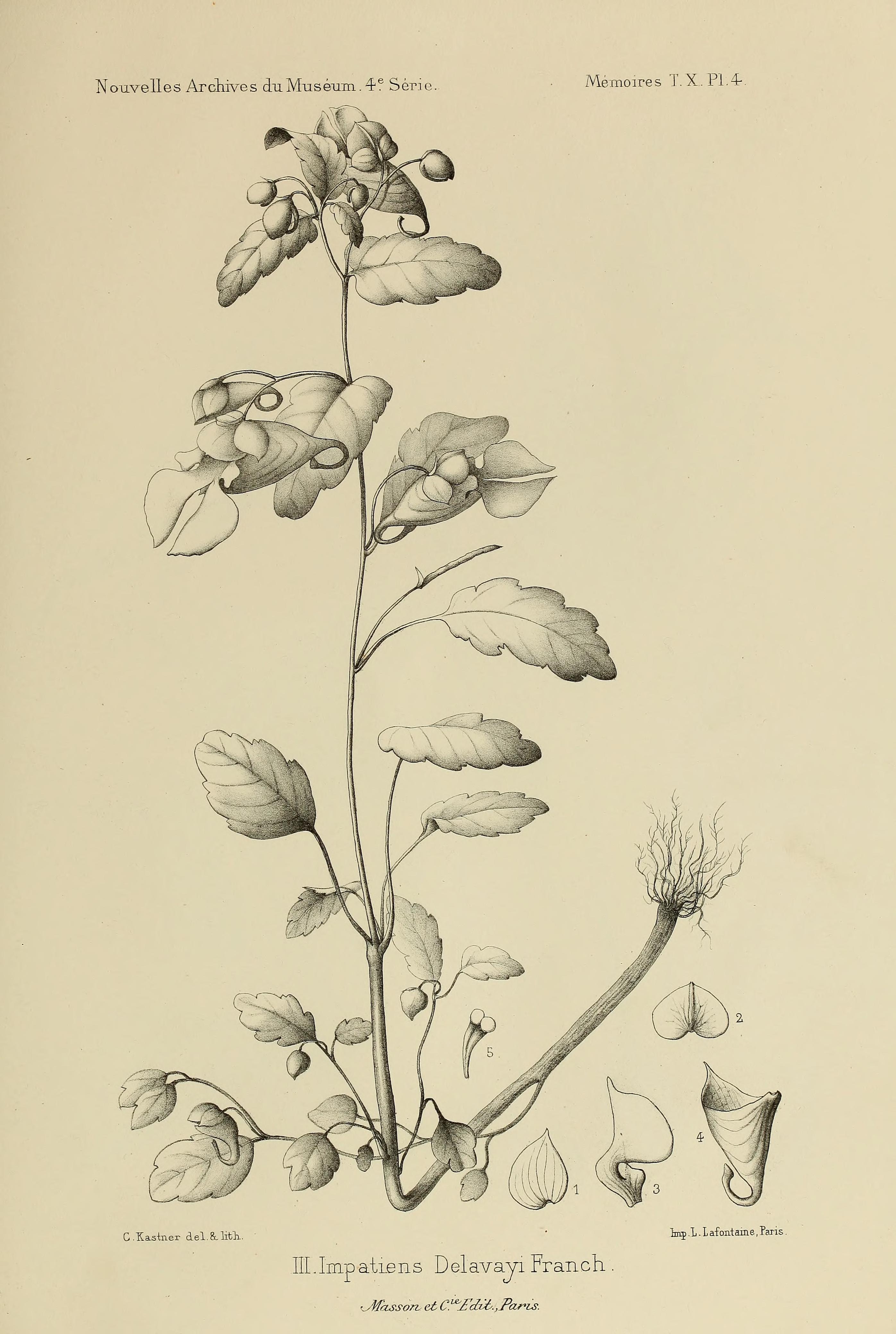 no full size  illustration available (3a)