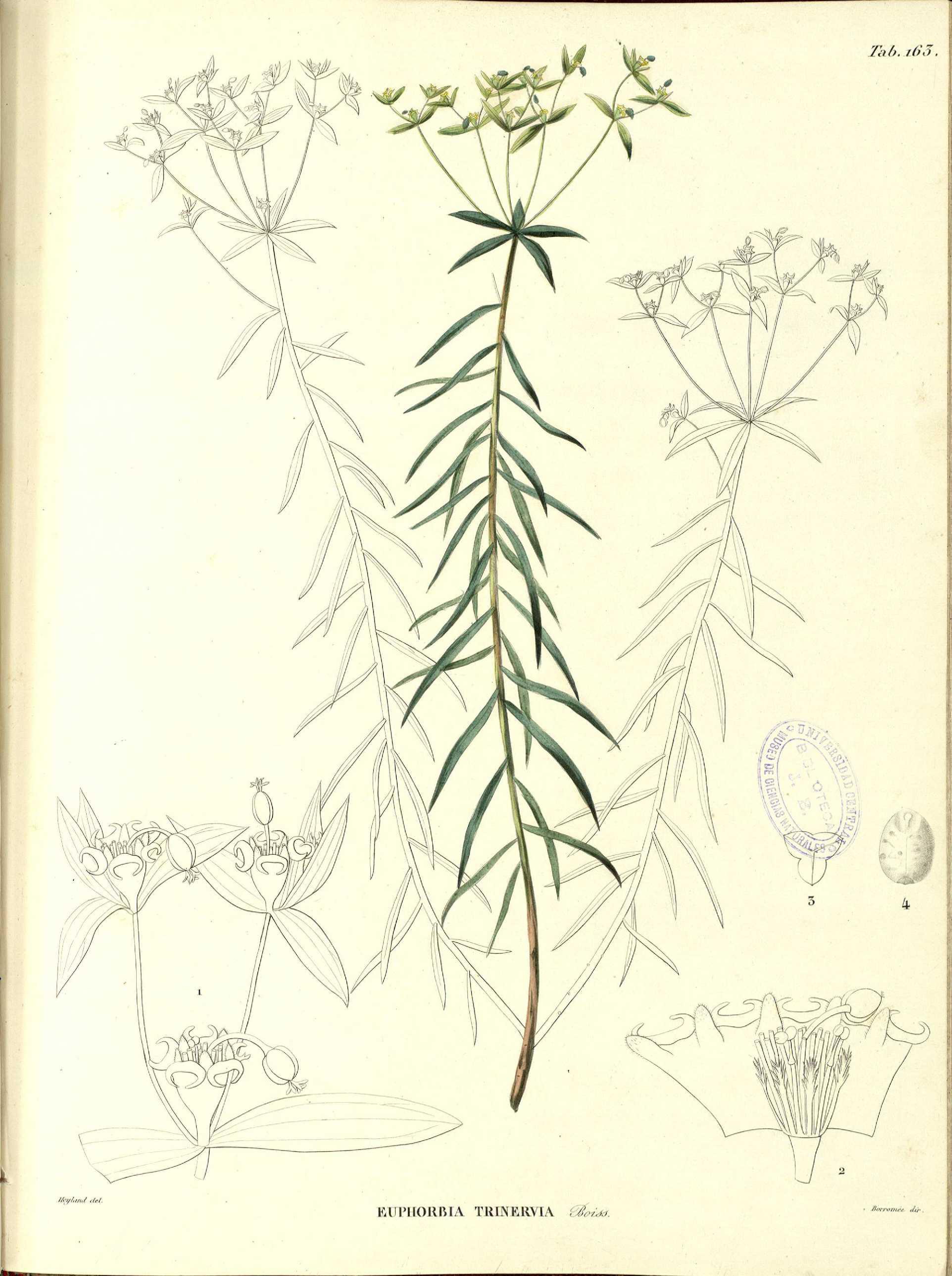 no full size  illustration available (3a)