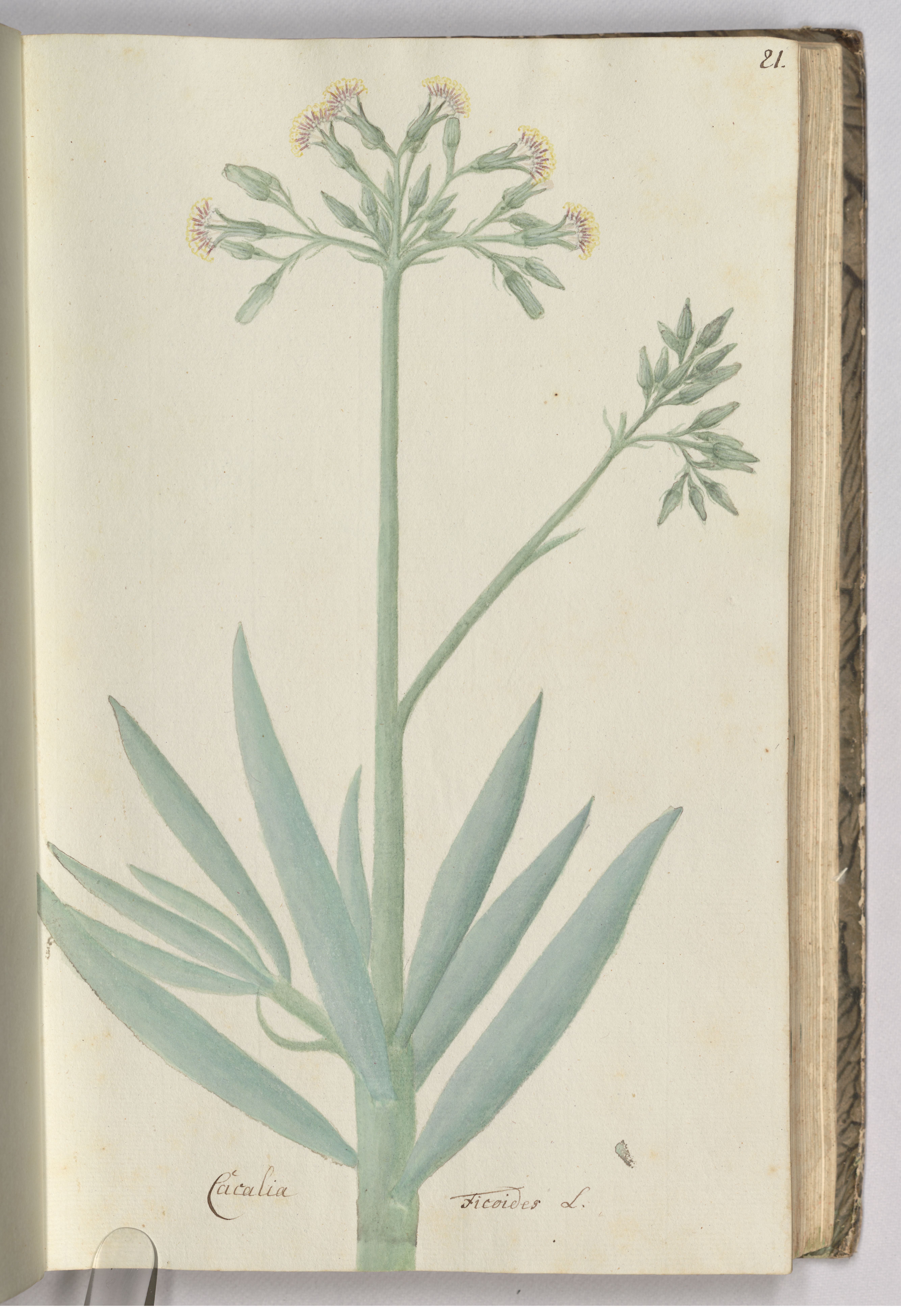 no full size  illustration available (3a)