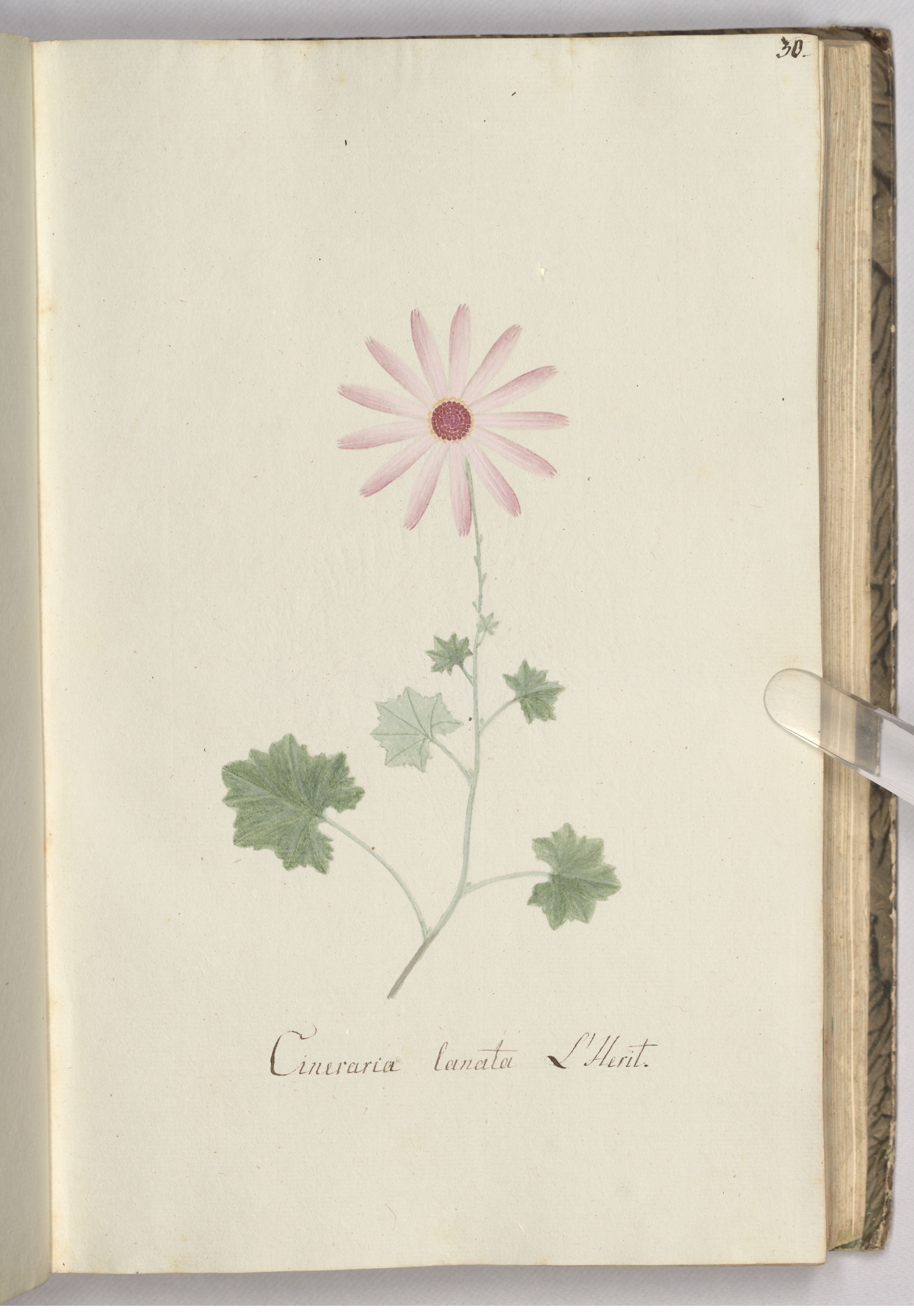 no full size  illustration available (3a)