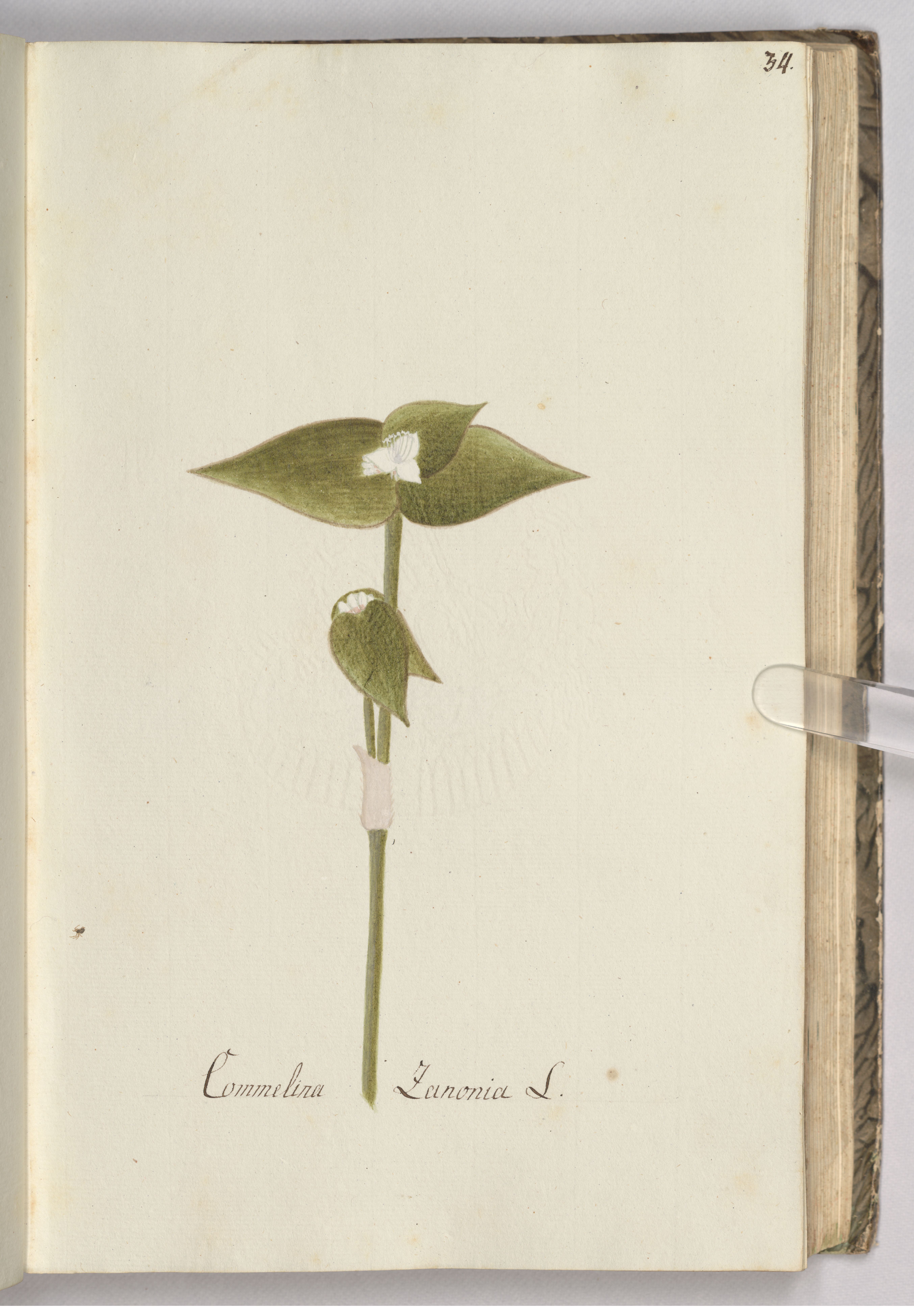 no full size  illustration available (3a)