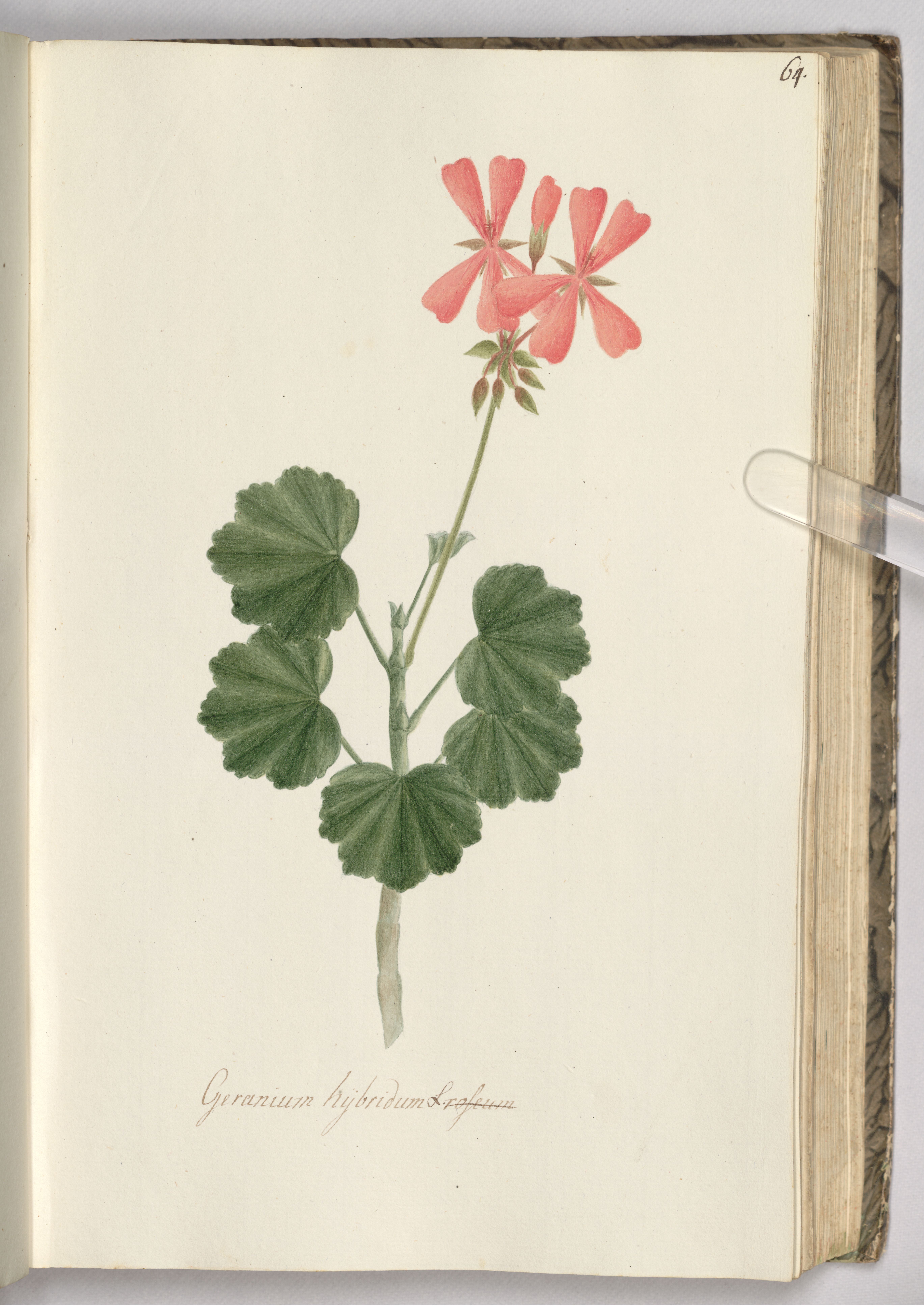 no full size  illustration available (3a)