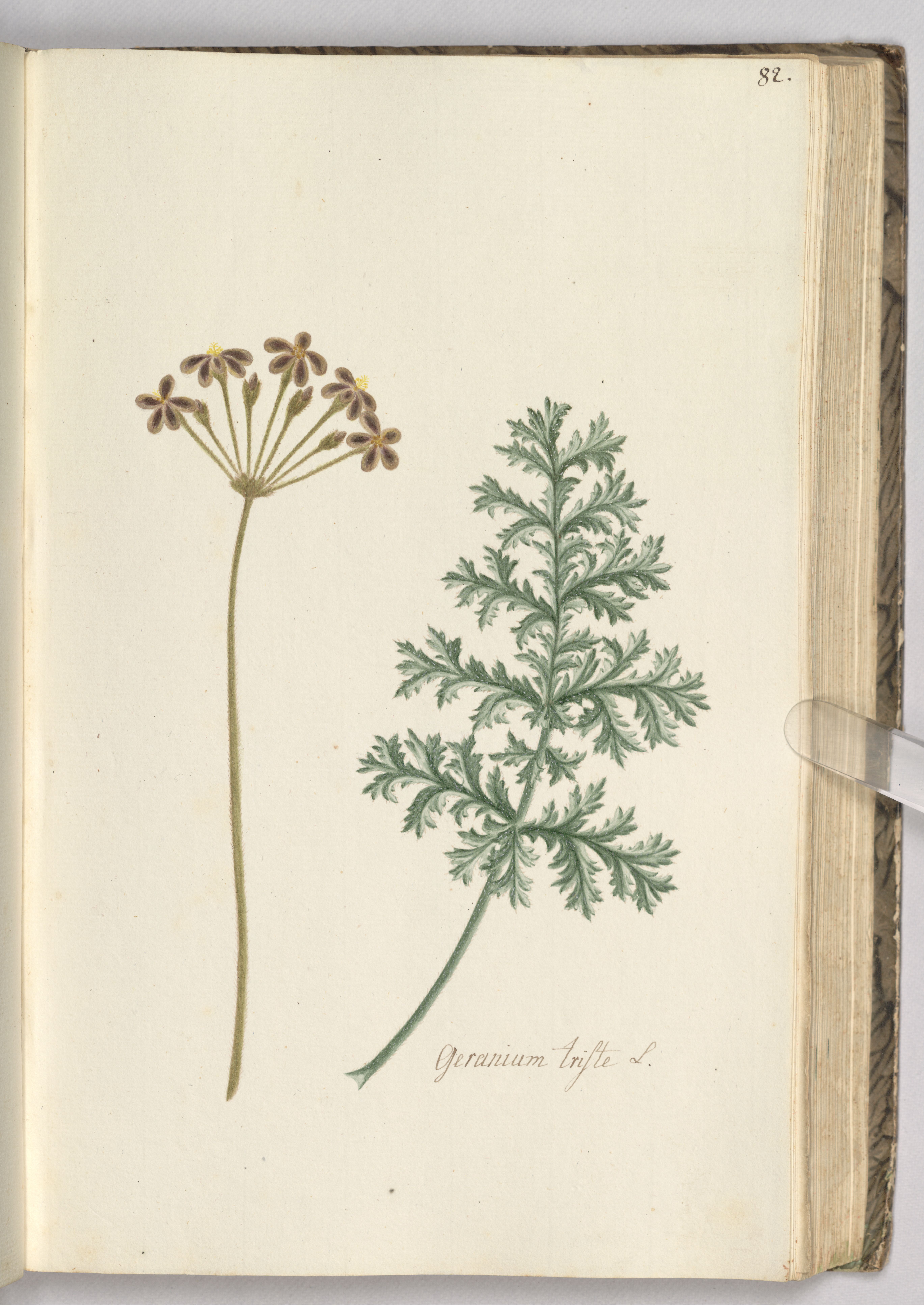 no full size  illustration available (3a)