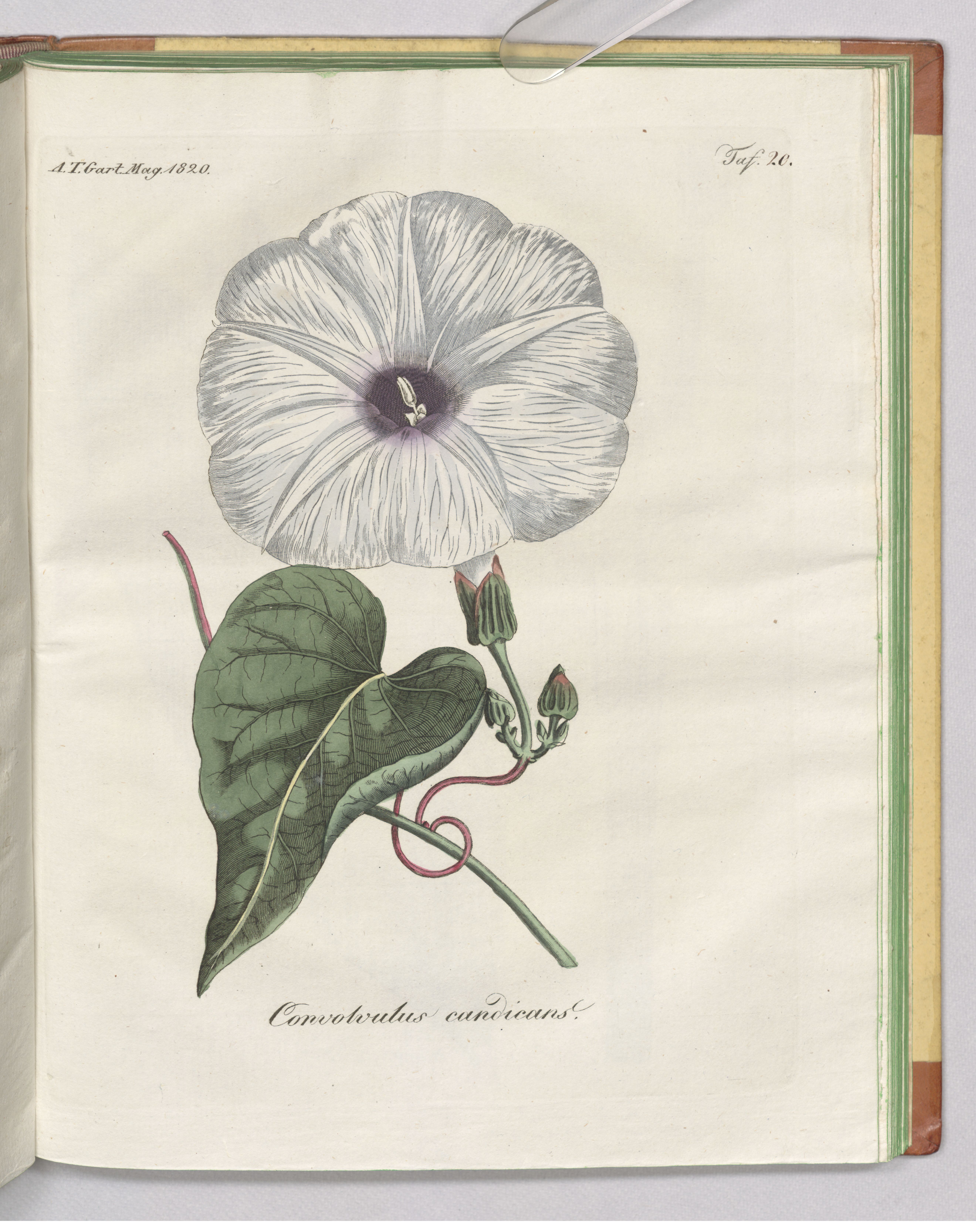 no full size  illustration available (3a)