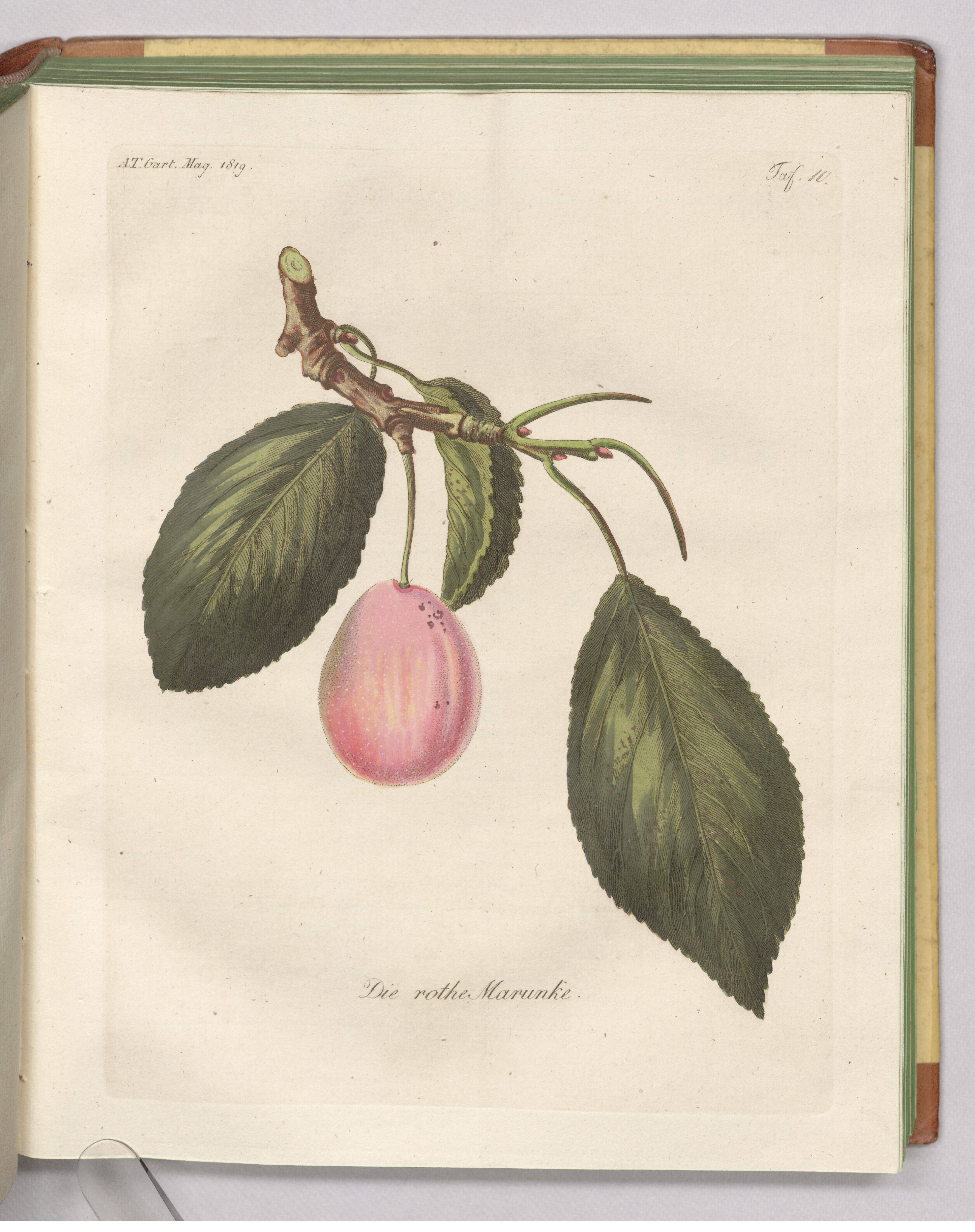 no full size  illustration available (3a)