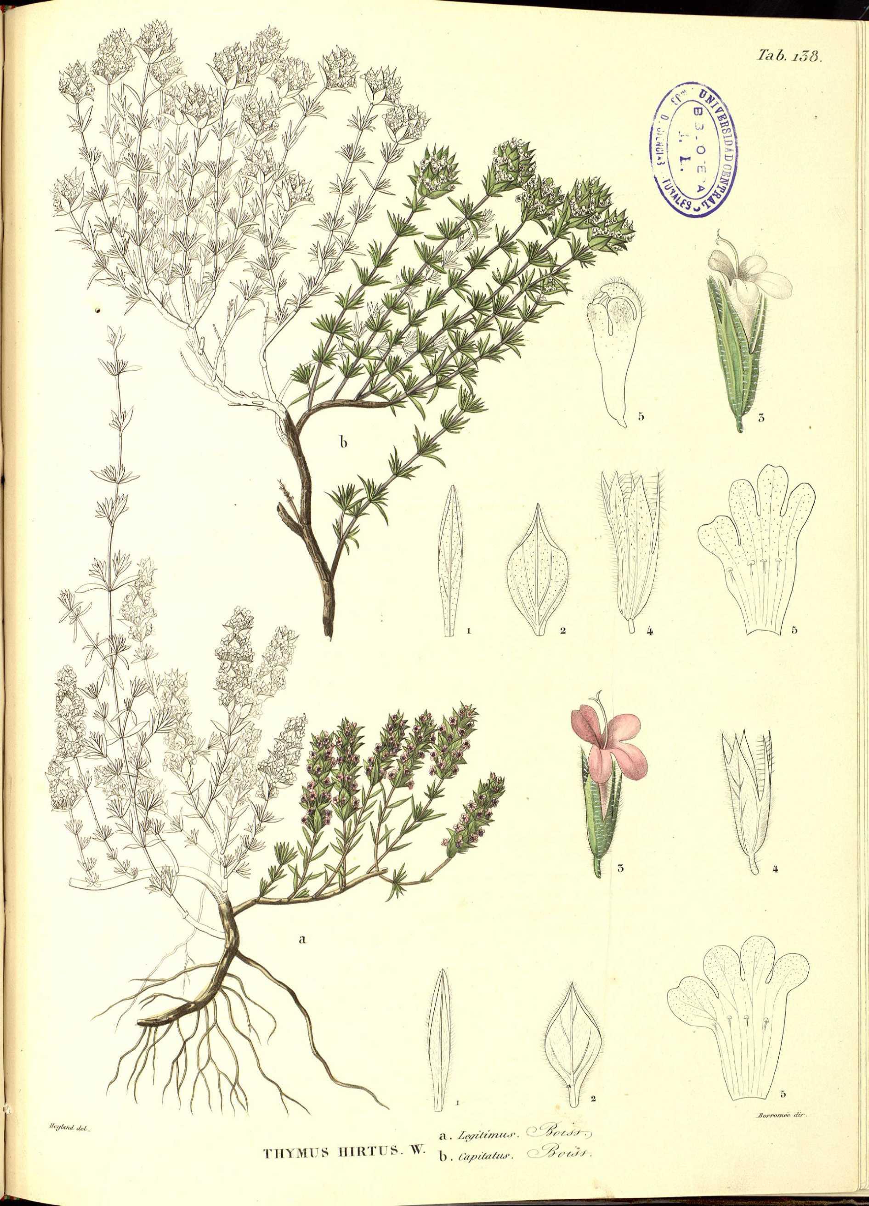 no full size  illustration available (3a)