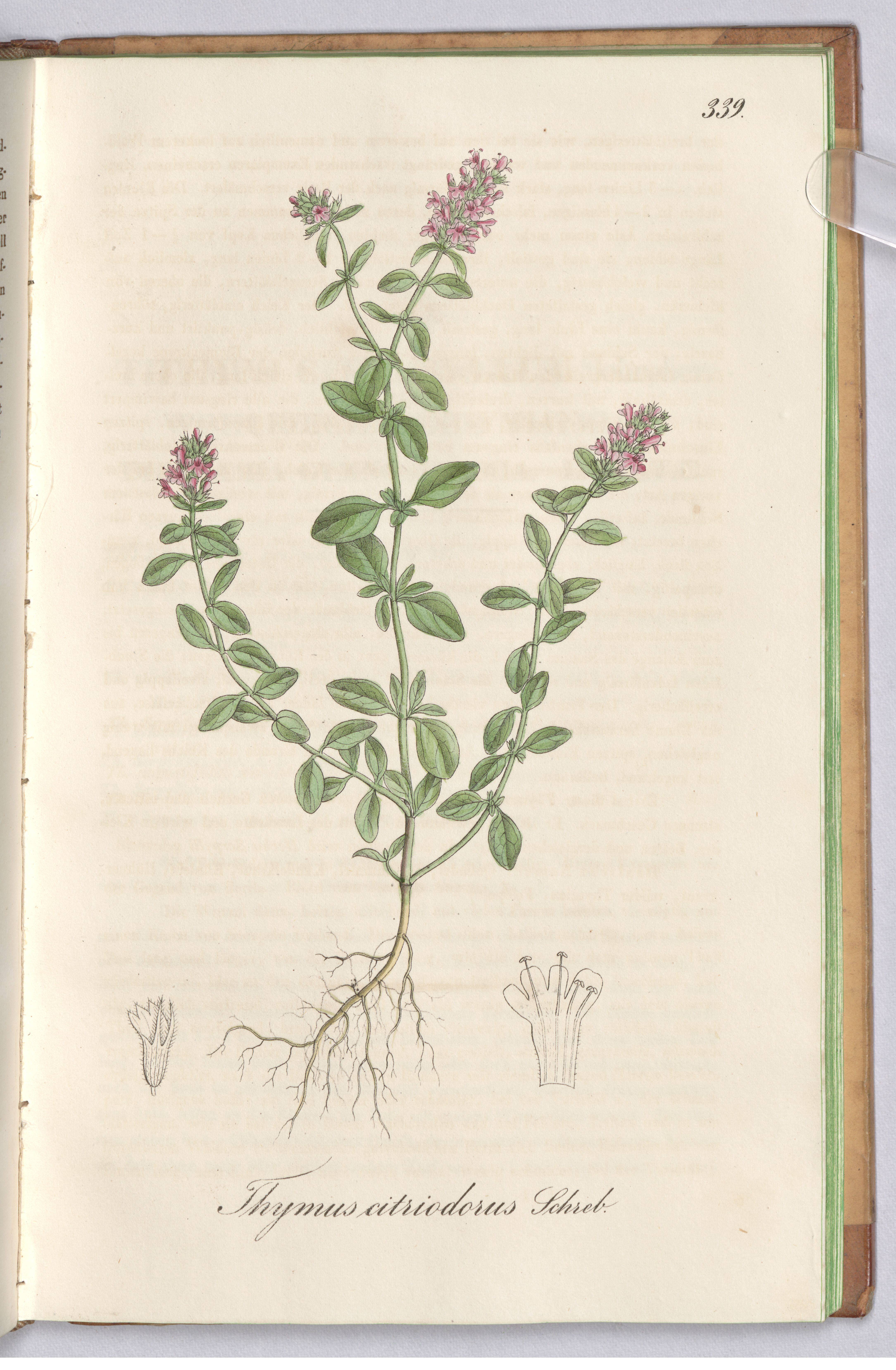 no full size  illustration available (3a)