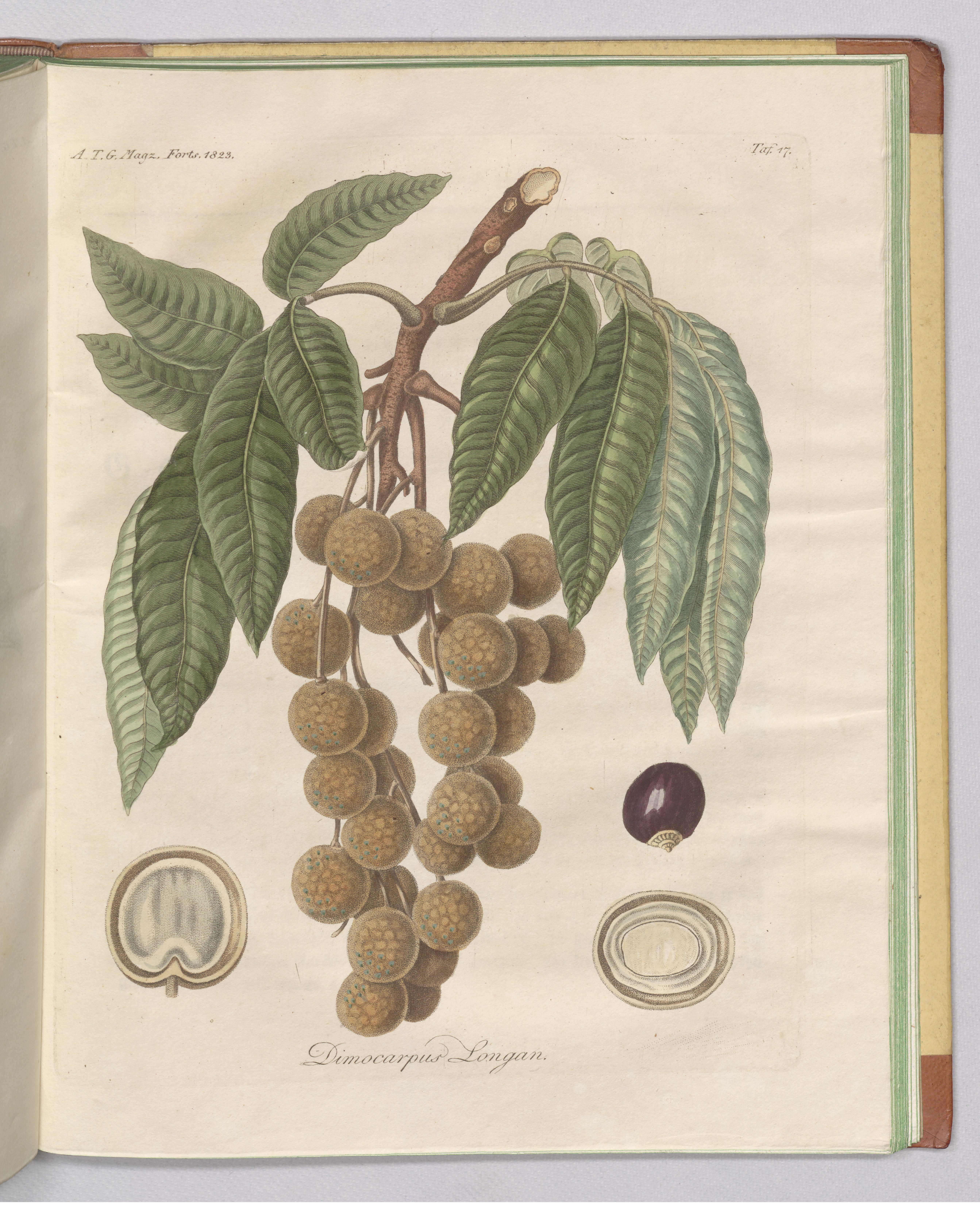 no full size  illustration available (3a)