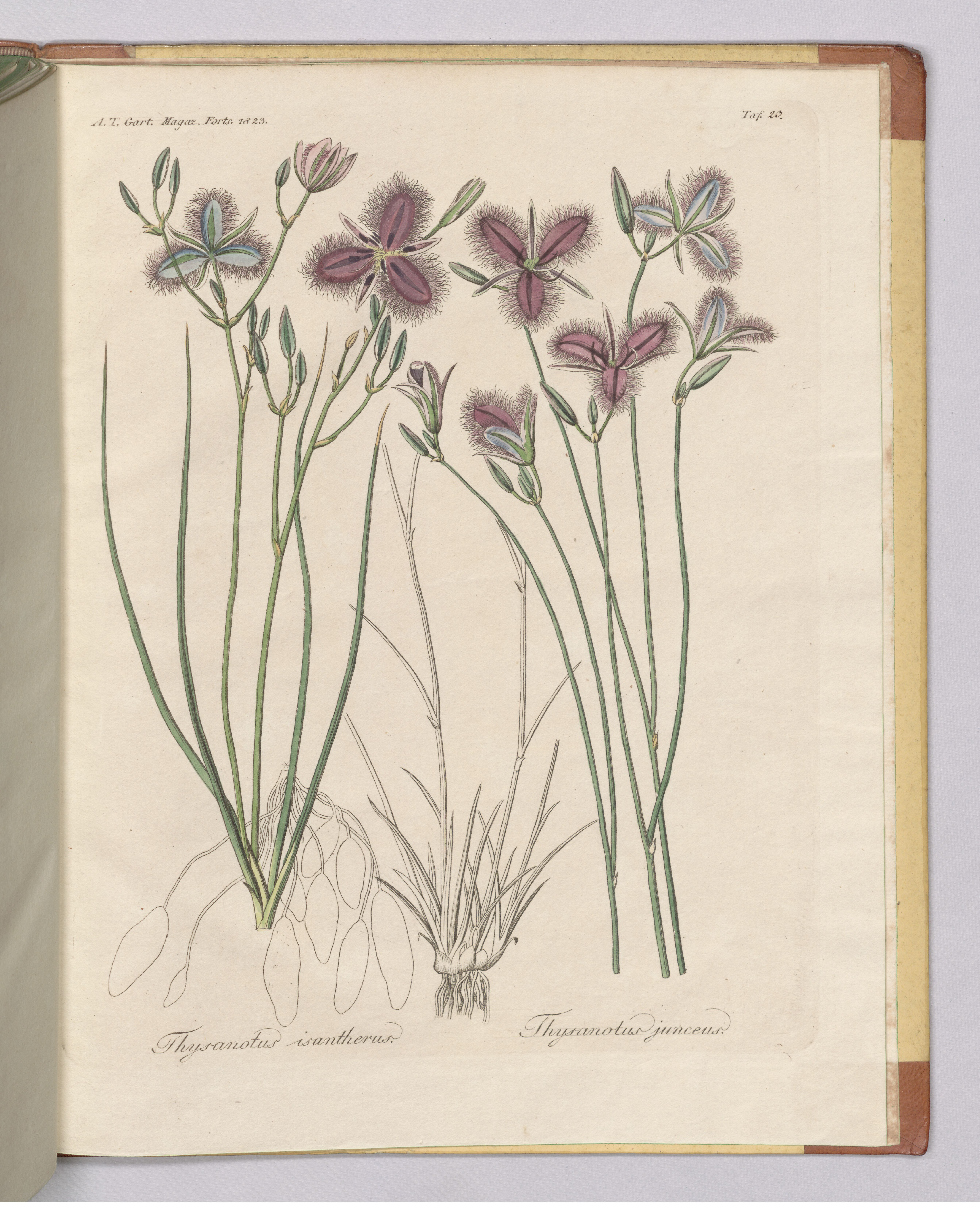 no full size  illustration available (3a)