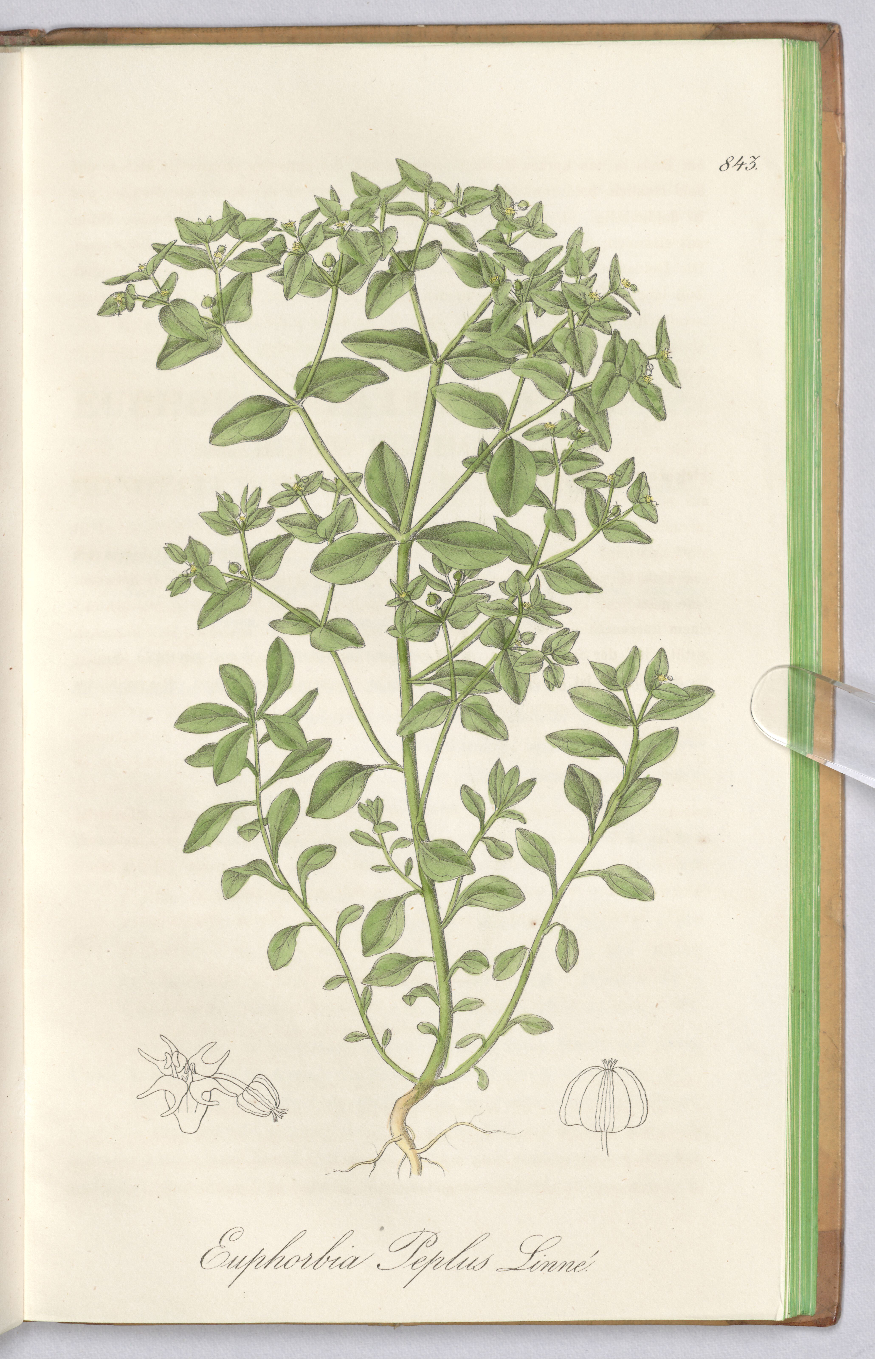 no full size  illustration available (3a)