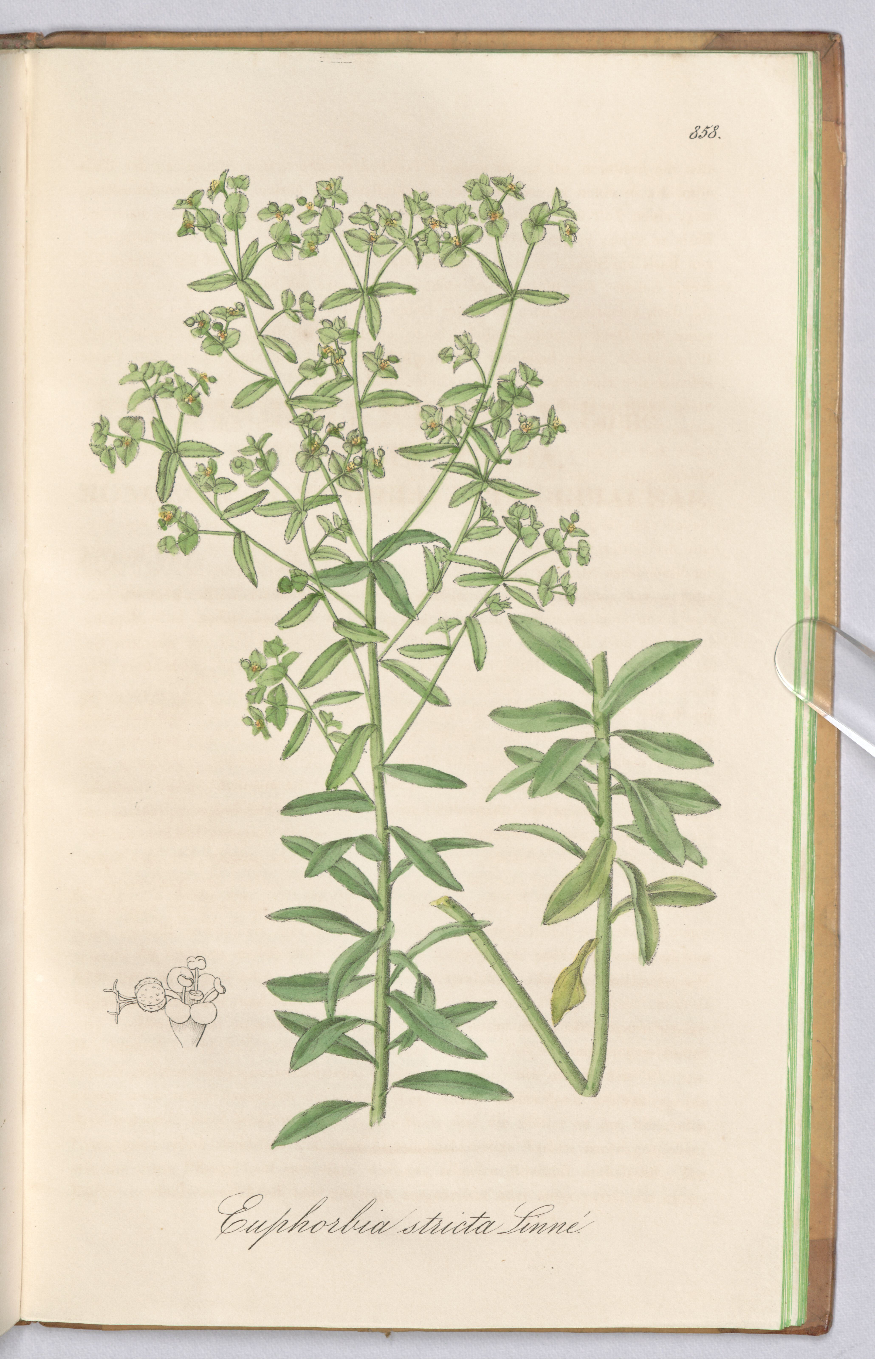 no full size  illustration available (3a)