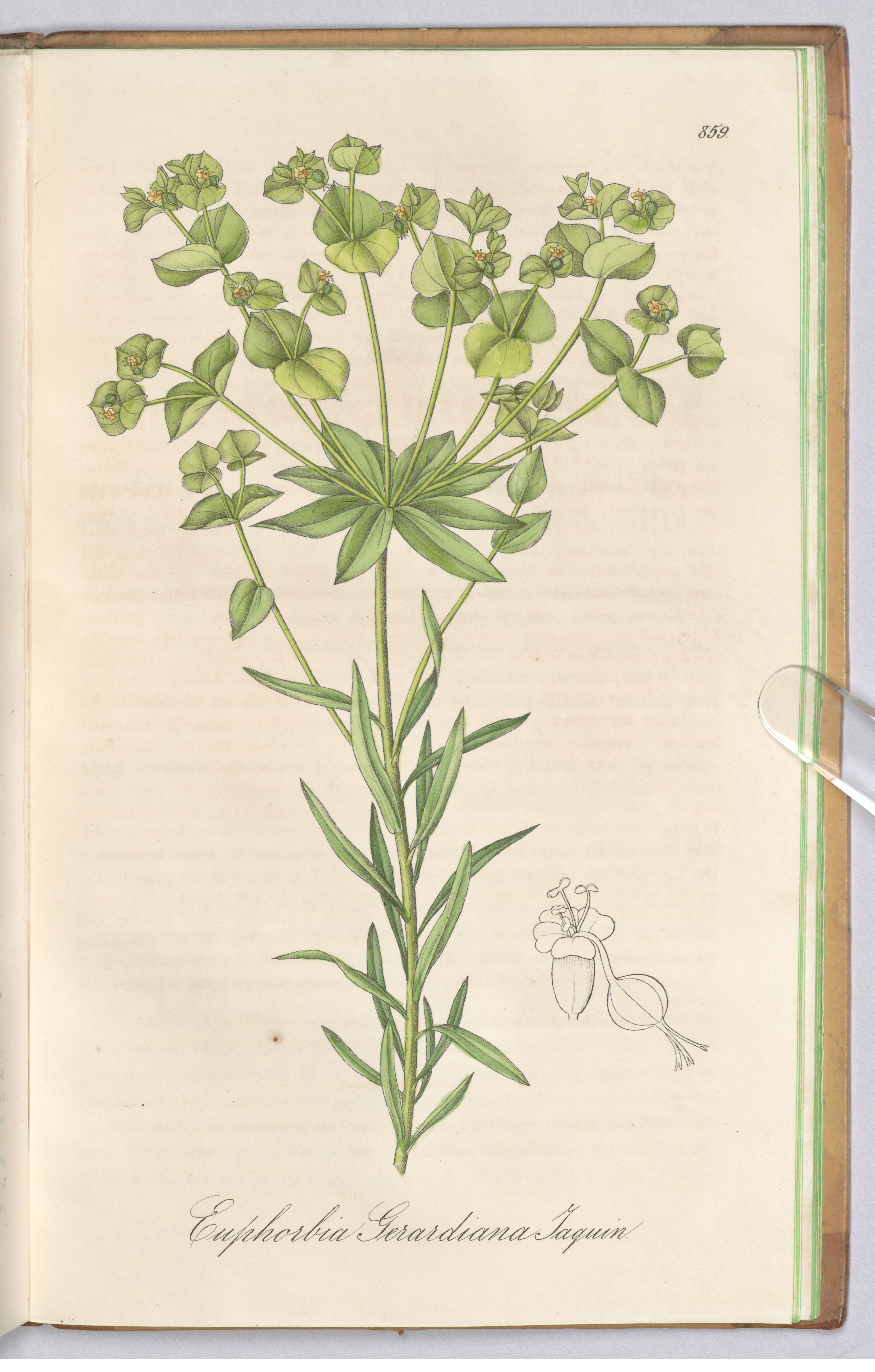 no full size  illustration available (3a)