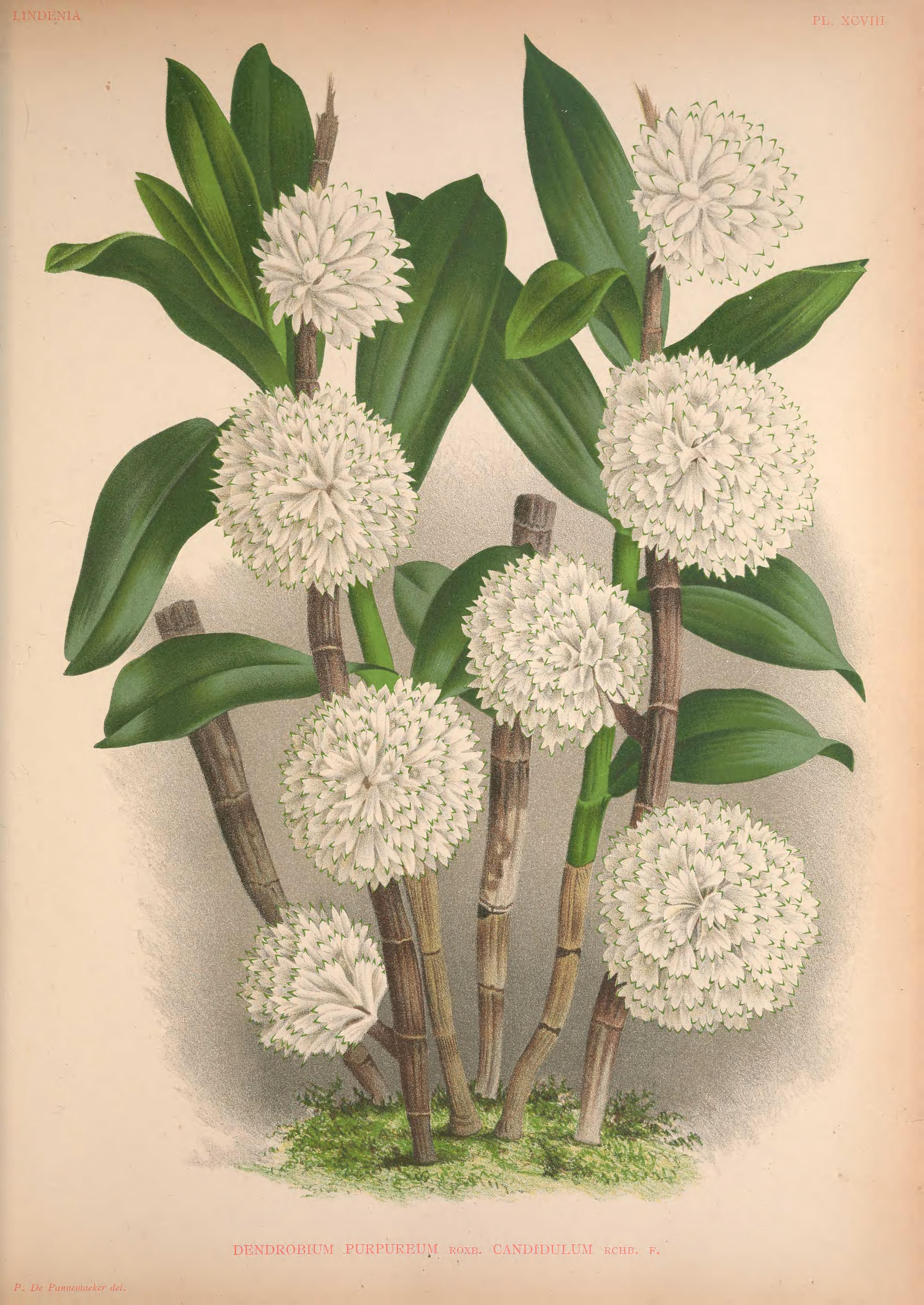 no full size  illustration available (3a)