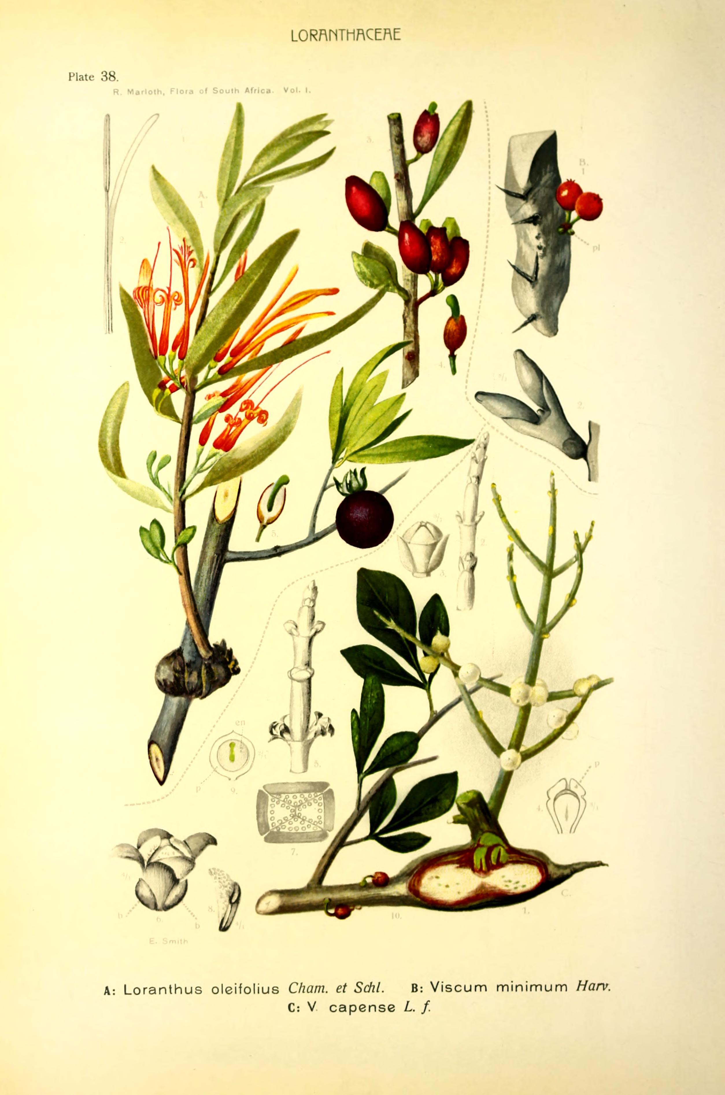 no full size  illustration available (3a)