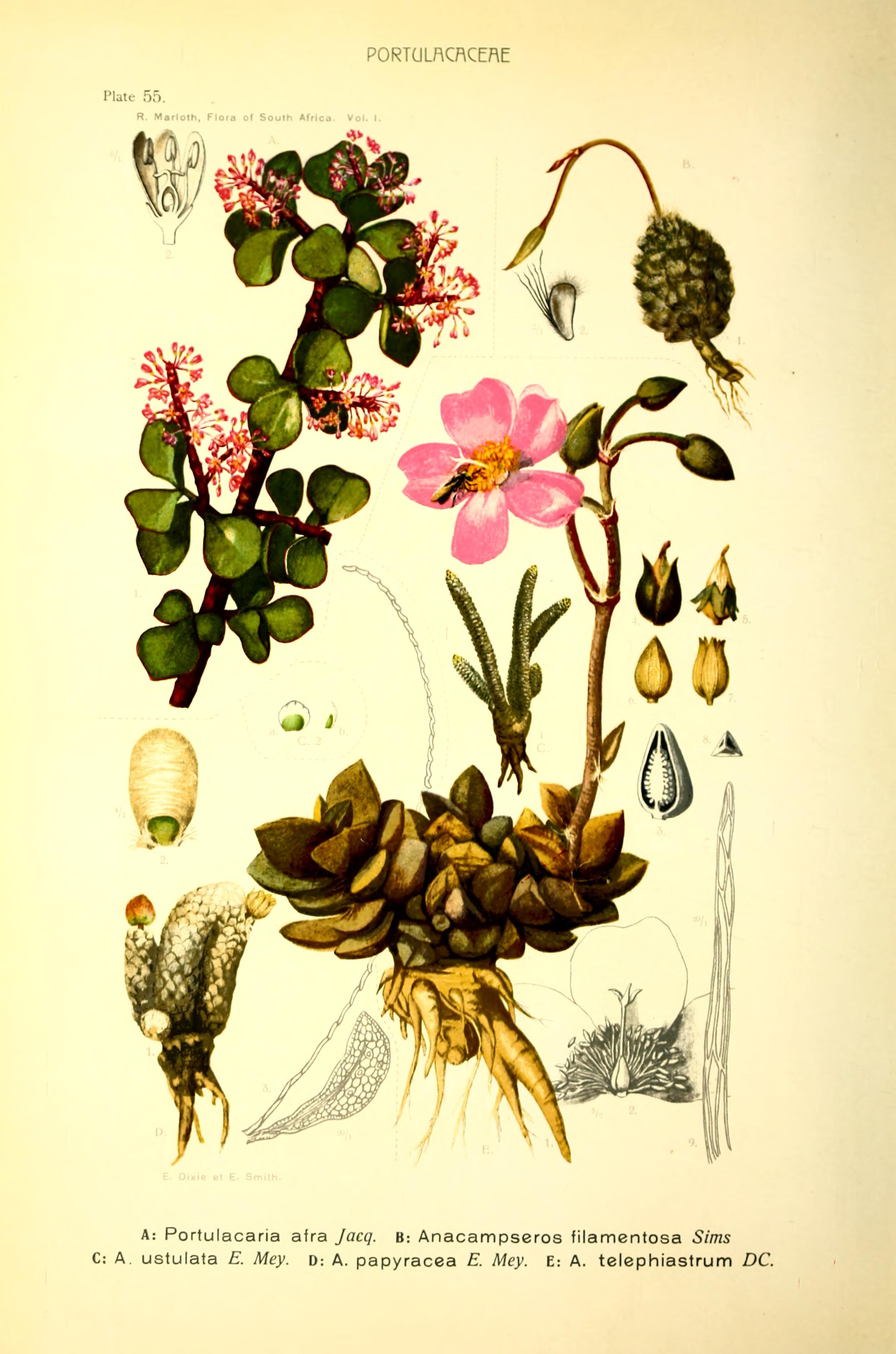 no full size  illustration available (3a)