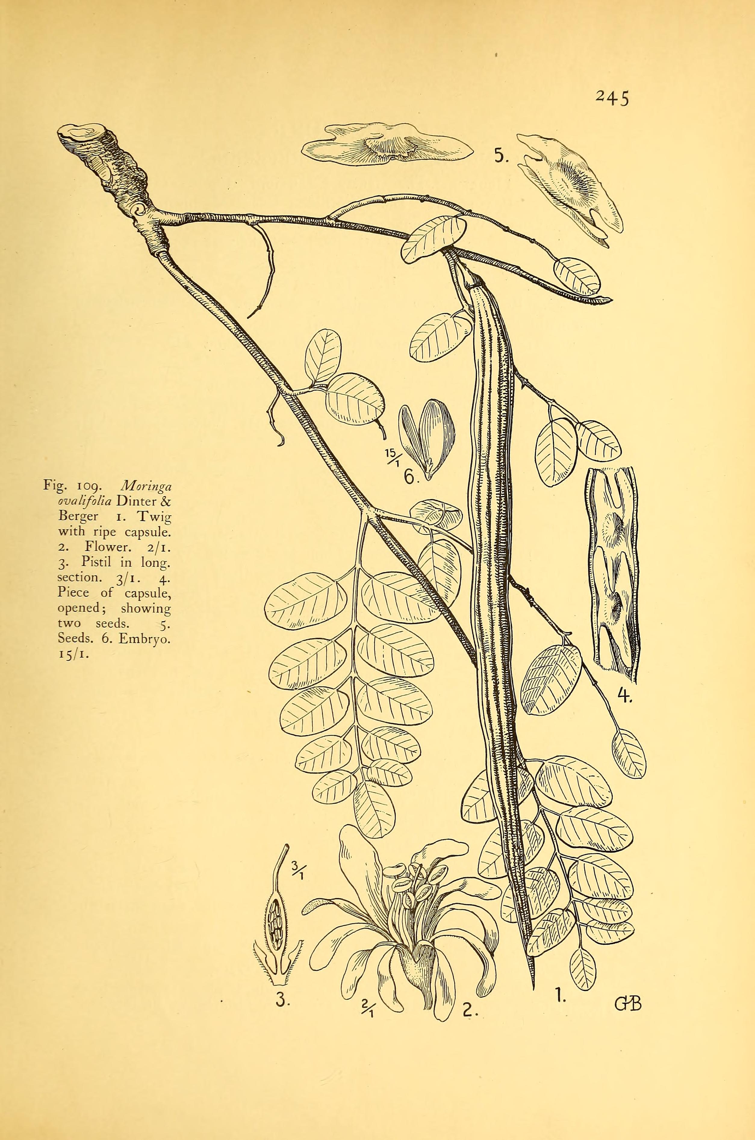 no full size  illustration available (3a)