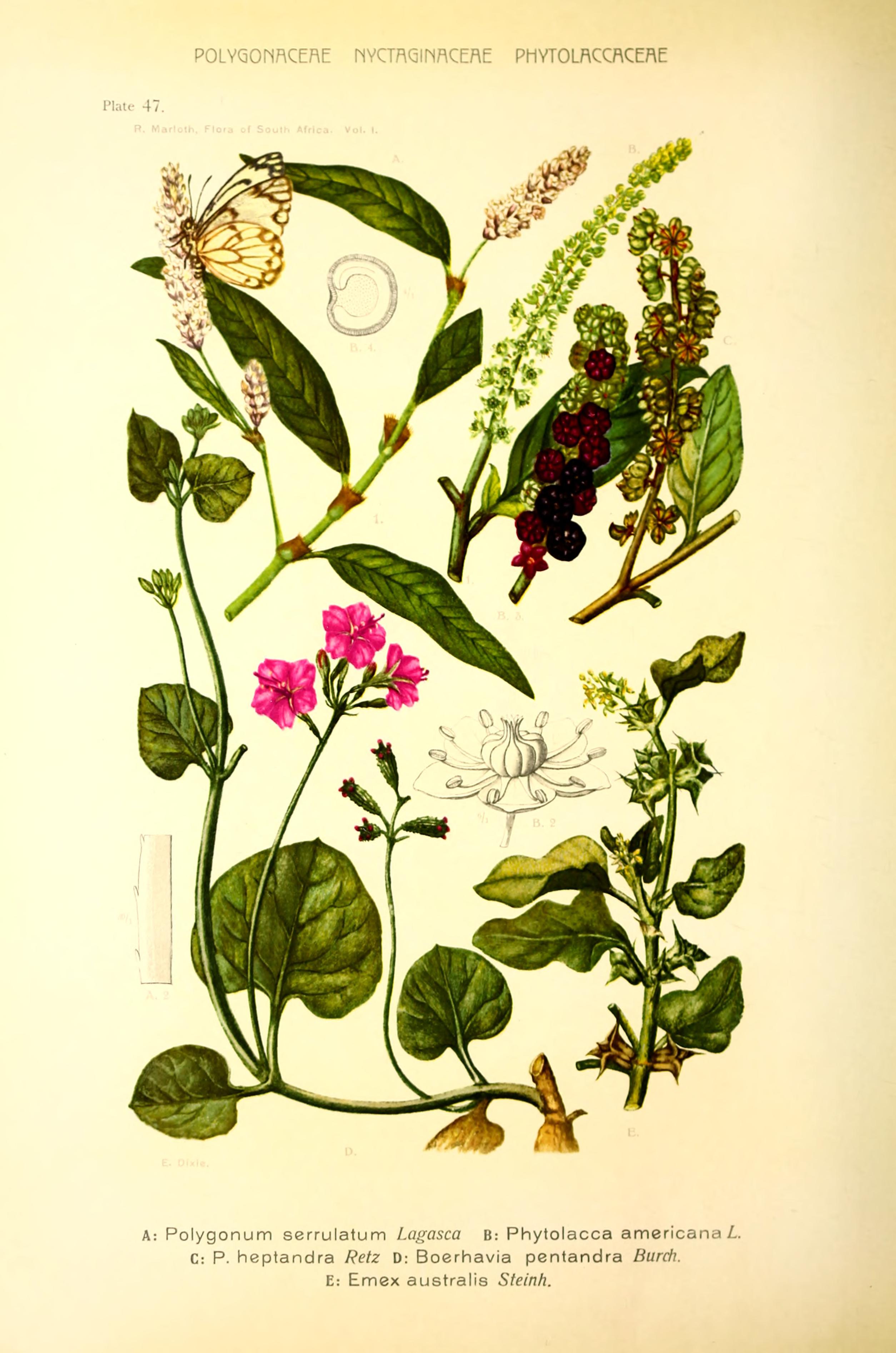 no full size  illustration available (3a)