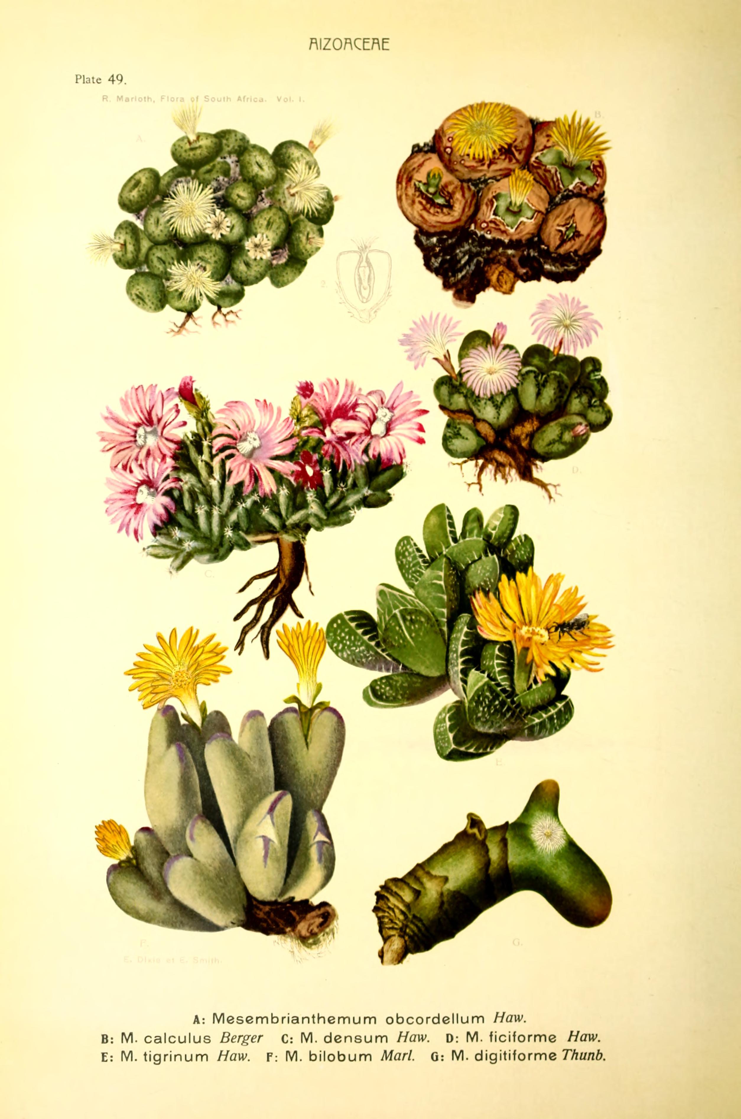 no full size  illustration available (3a)