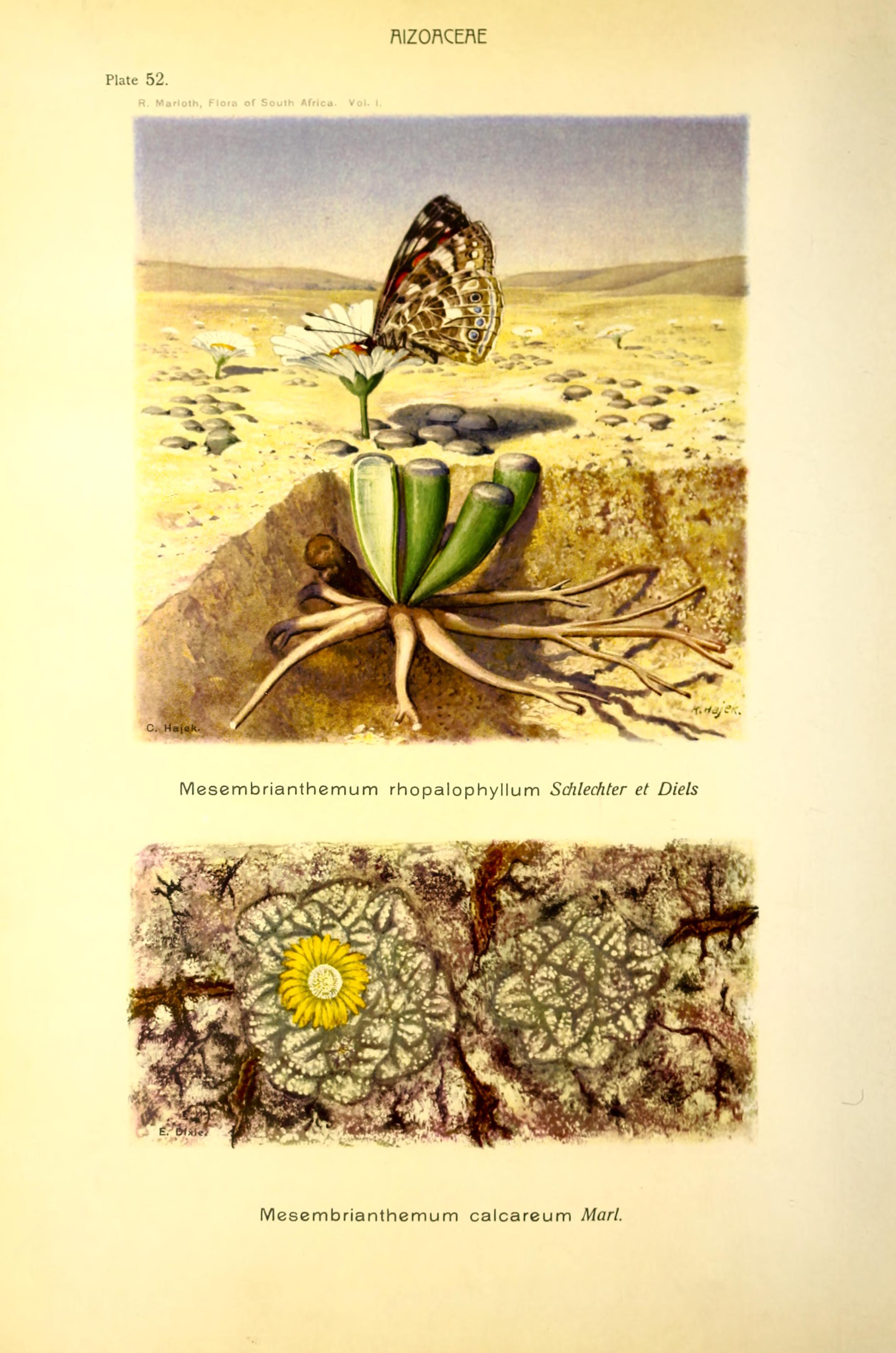 no full size  illustration available (3a)