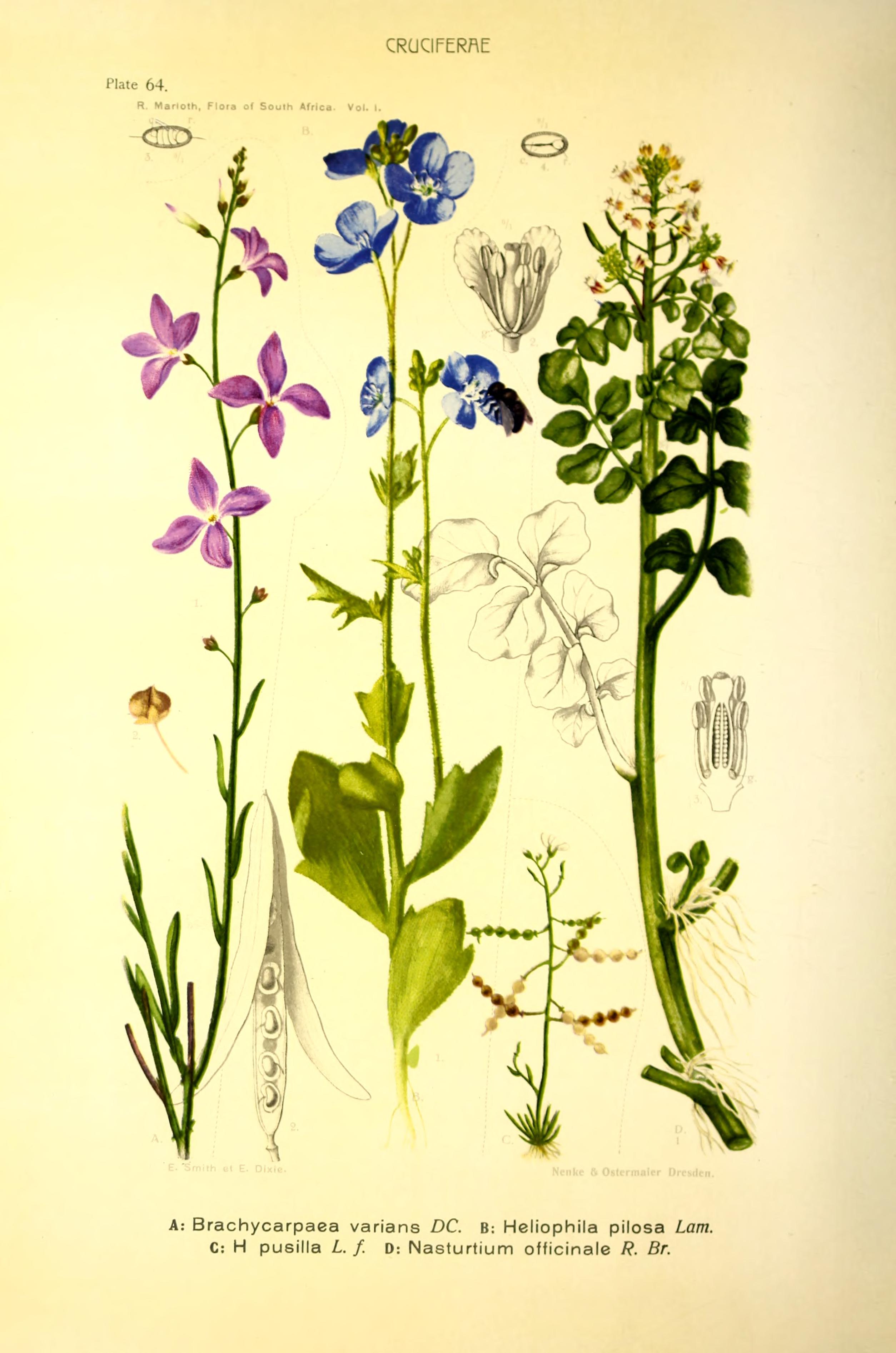 no full size  illustration available (3a)