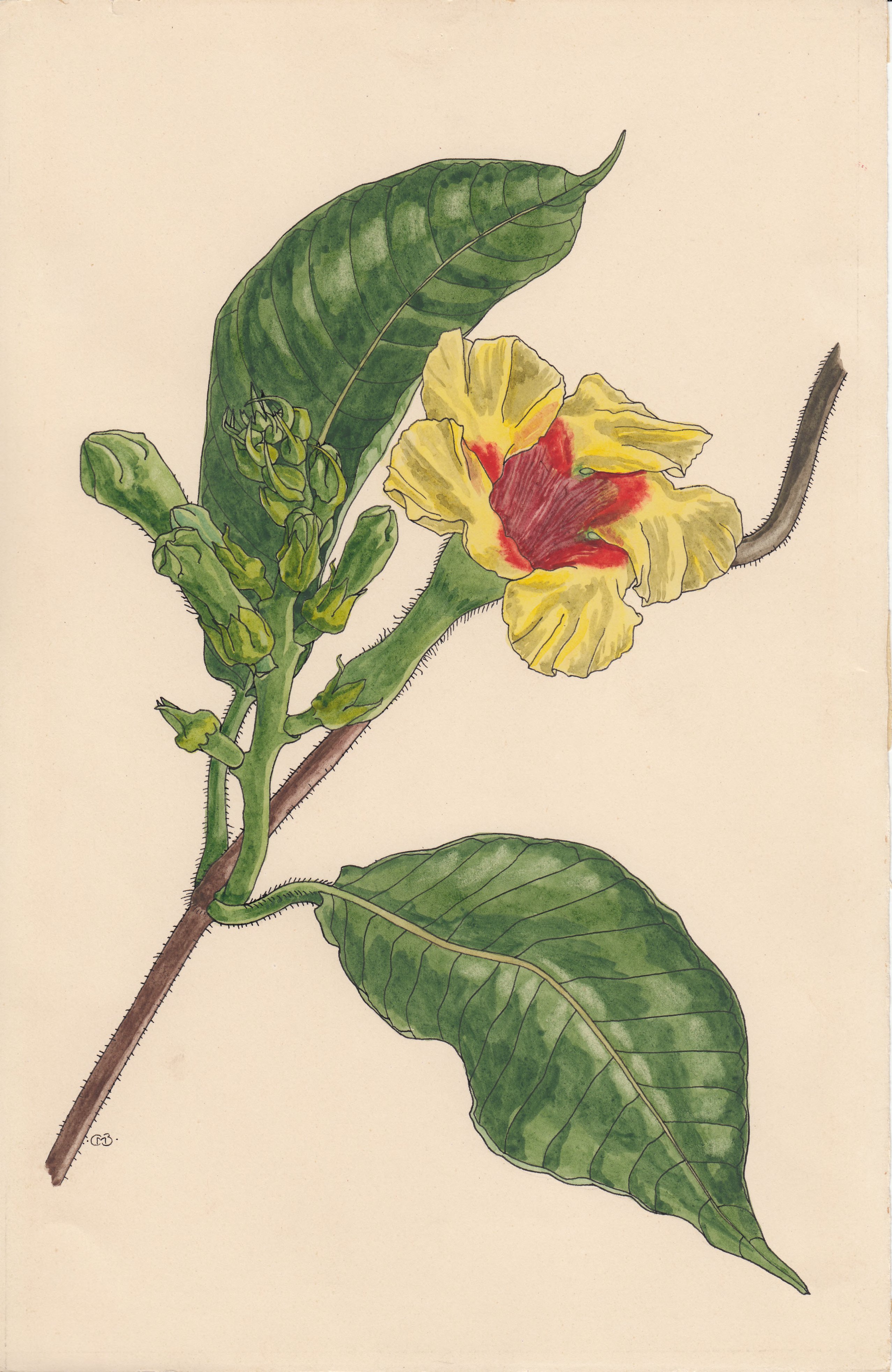 no full size  illustration available (3a)