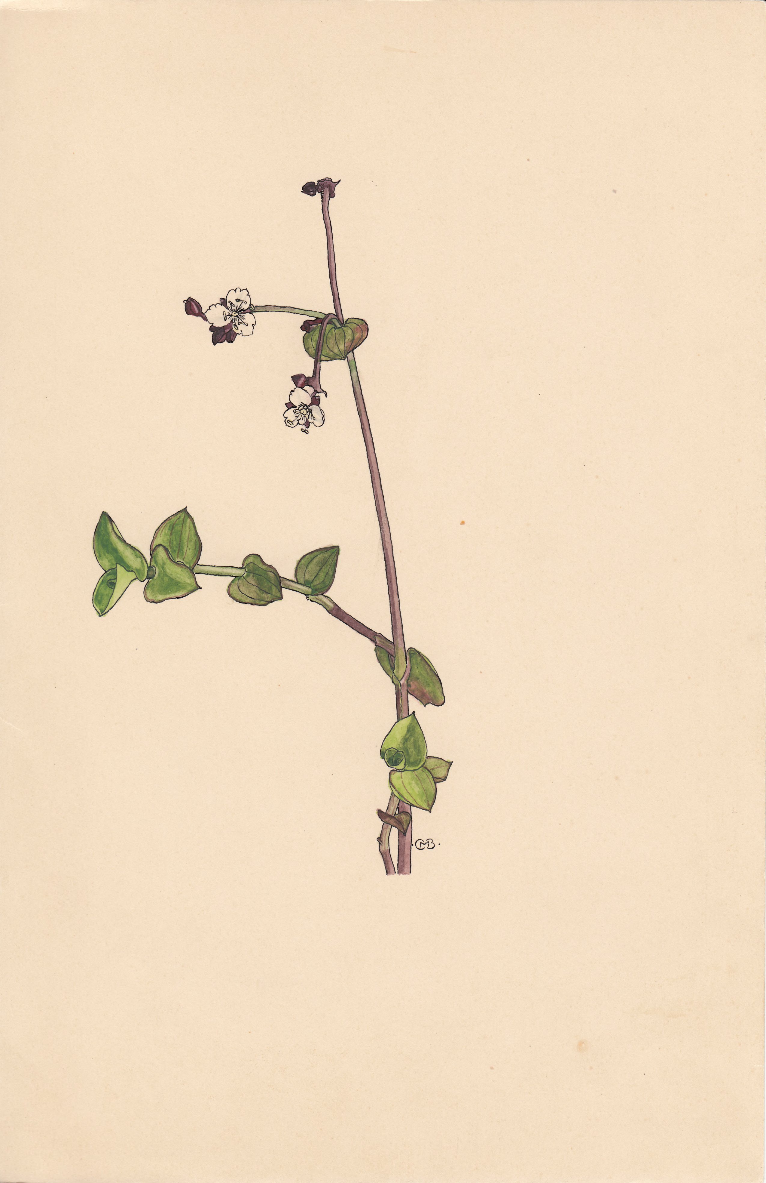 no full size  illustration available (3a)