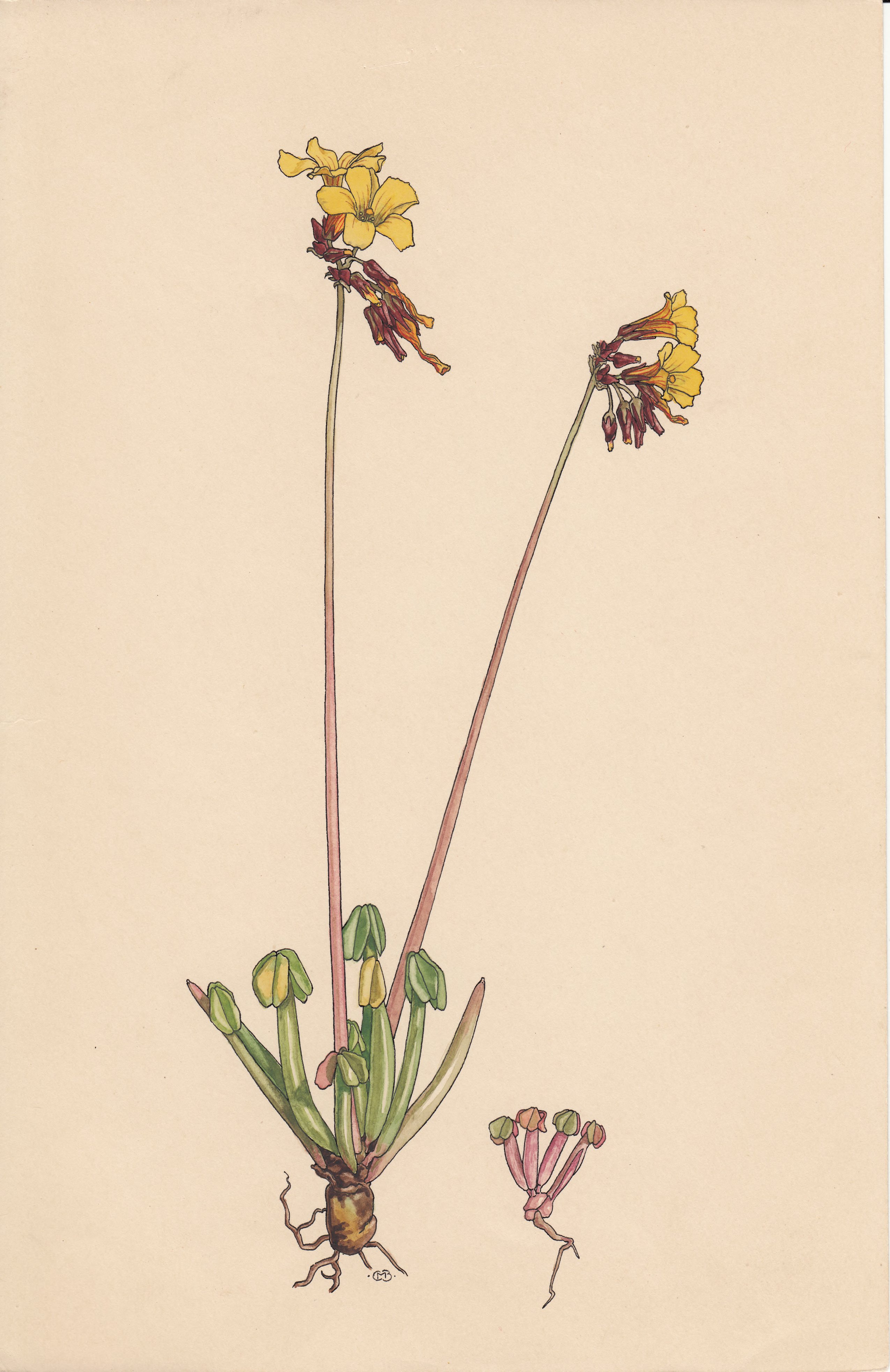 no full size  illustration available (3a)