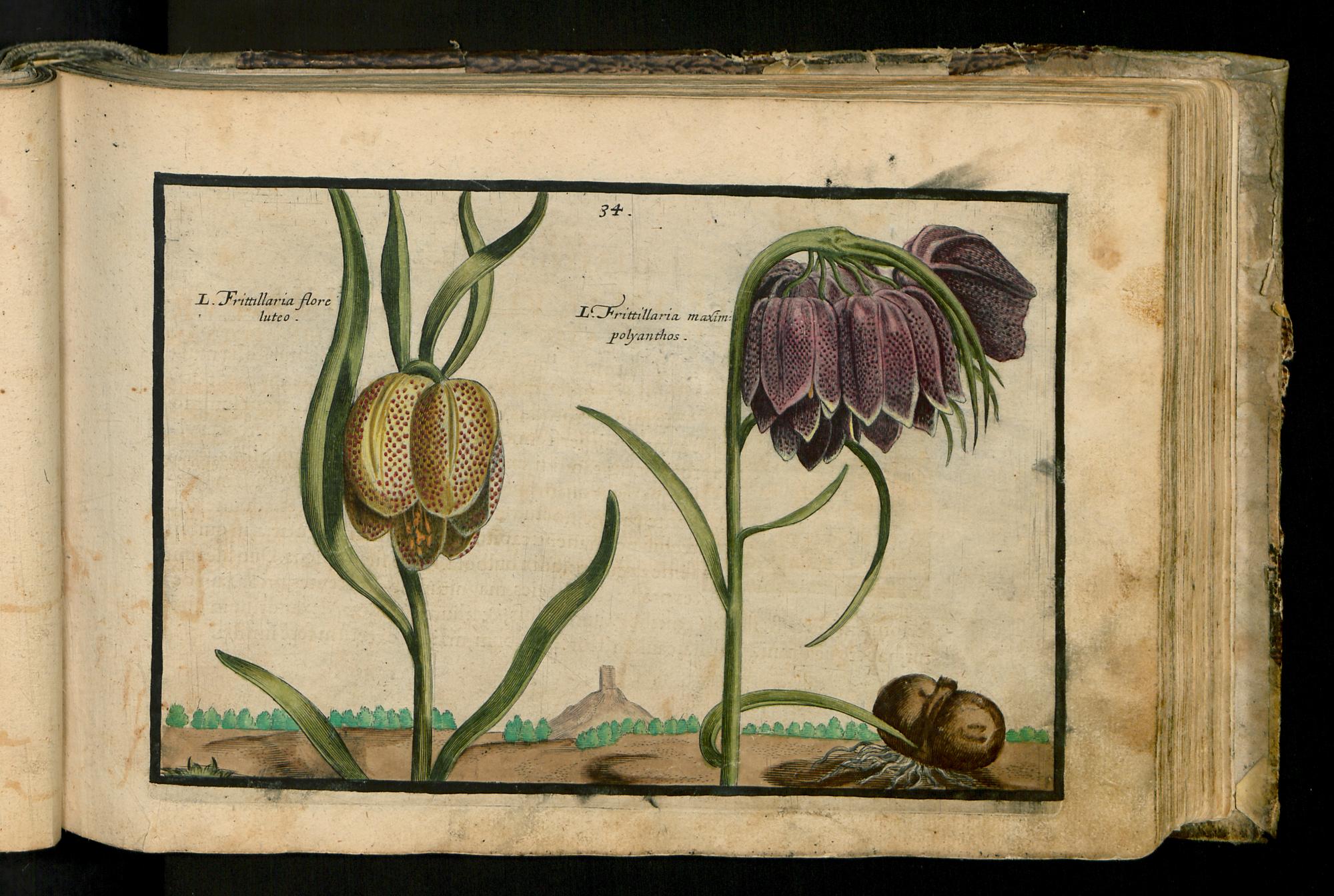 no full size  illustration available (3a)